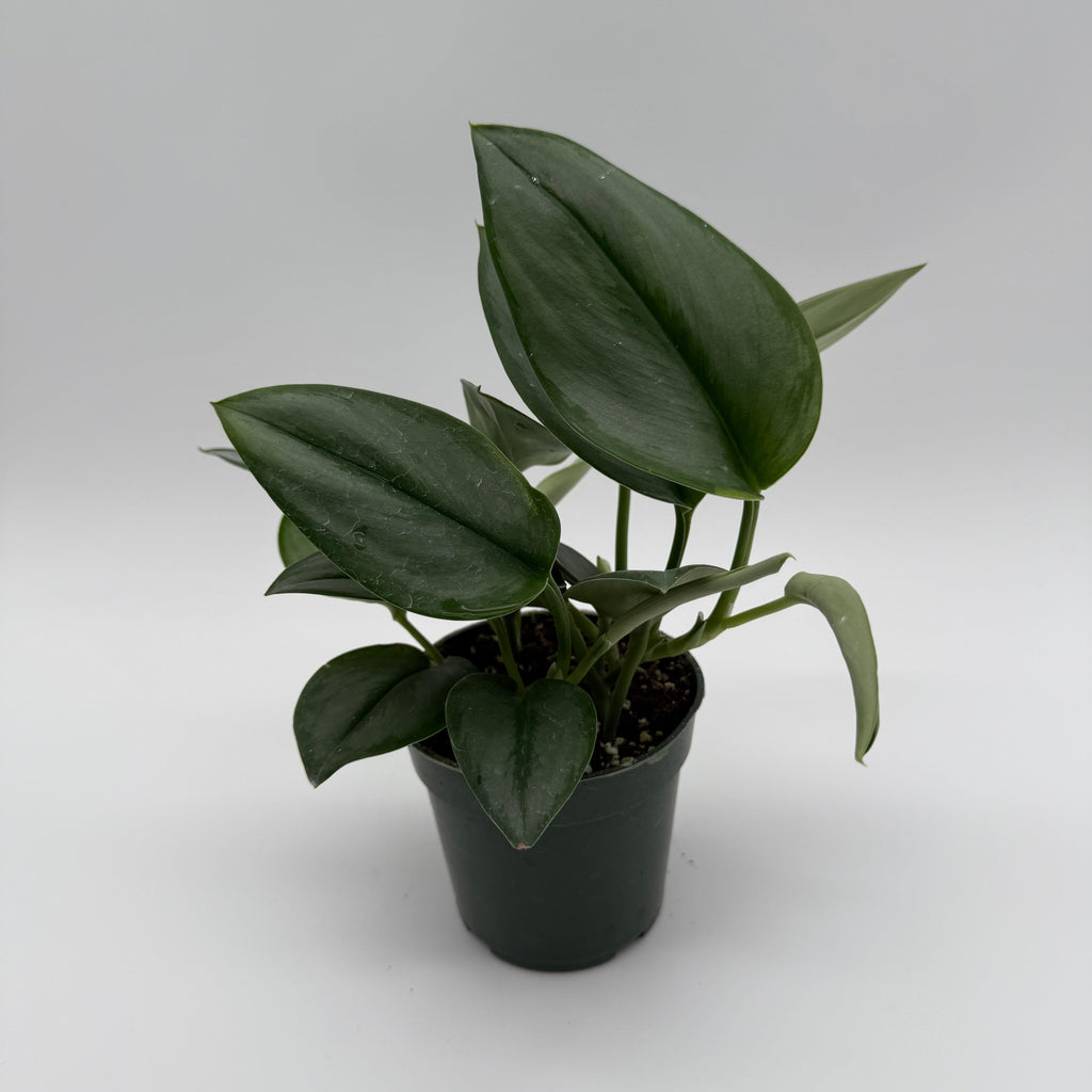 Scindapsus Moonlight