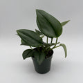 Scindapsus Moonlight
