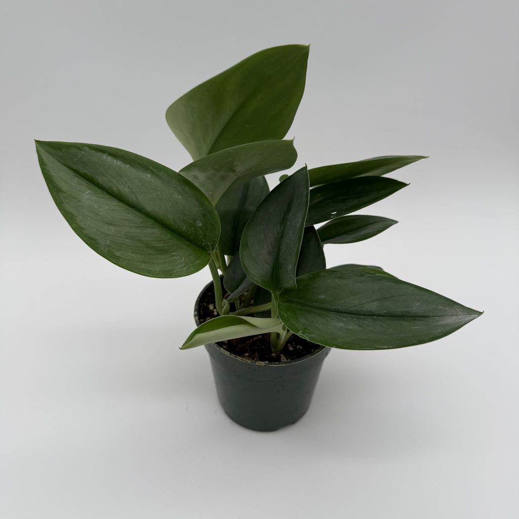 Scindapsus Moonlight