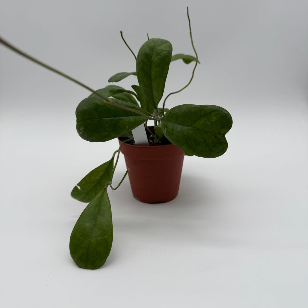 Hoya Deykeae