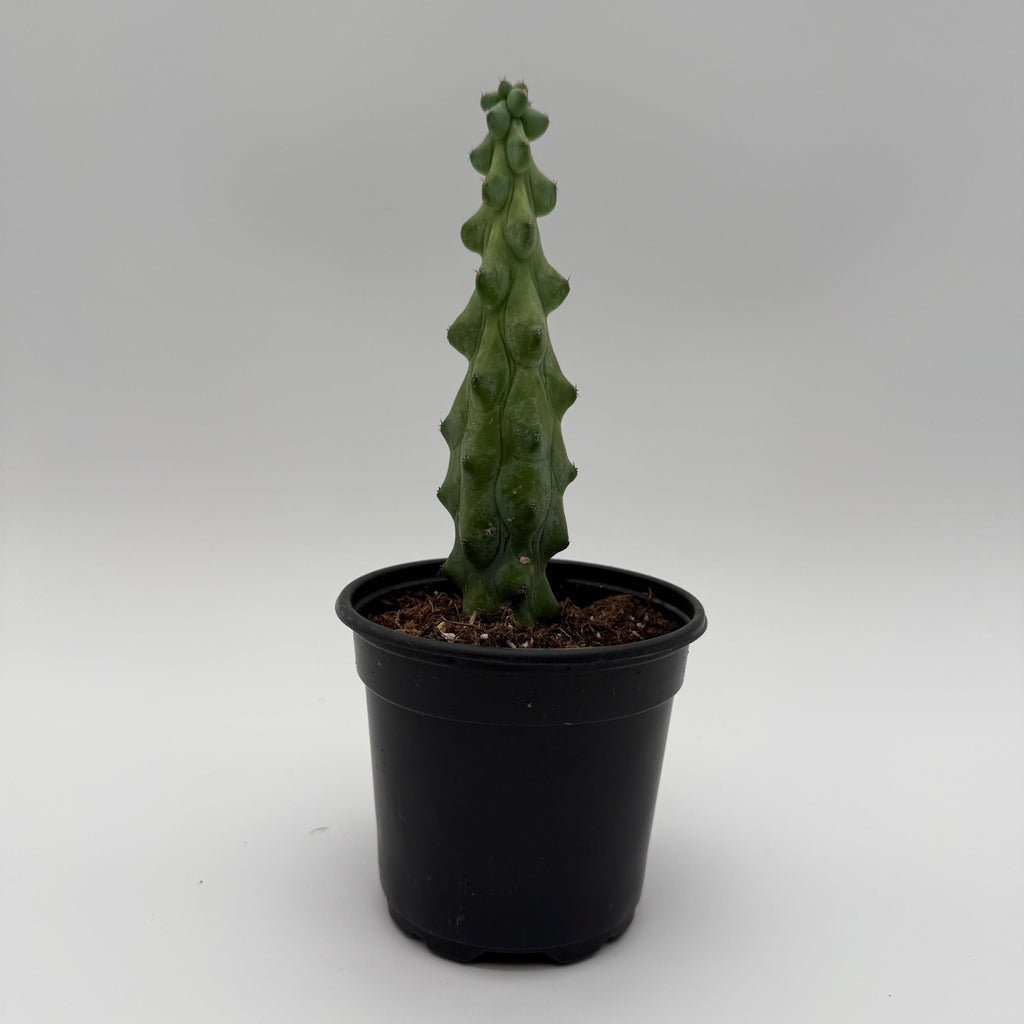 Boobie Cactus
