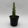 Boobie Cactus