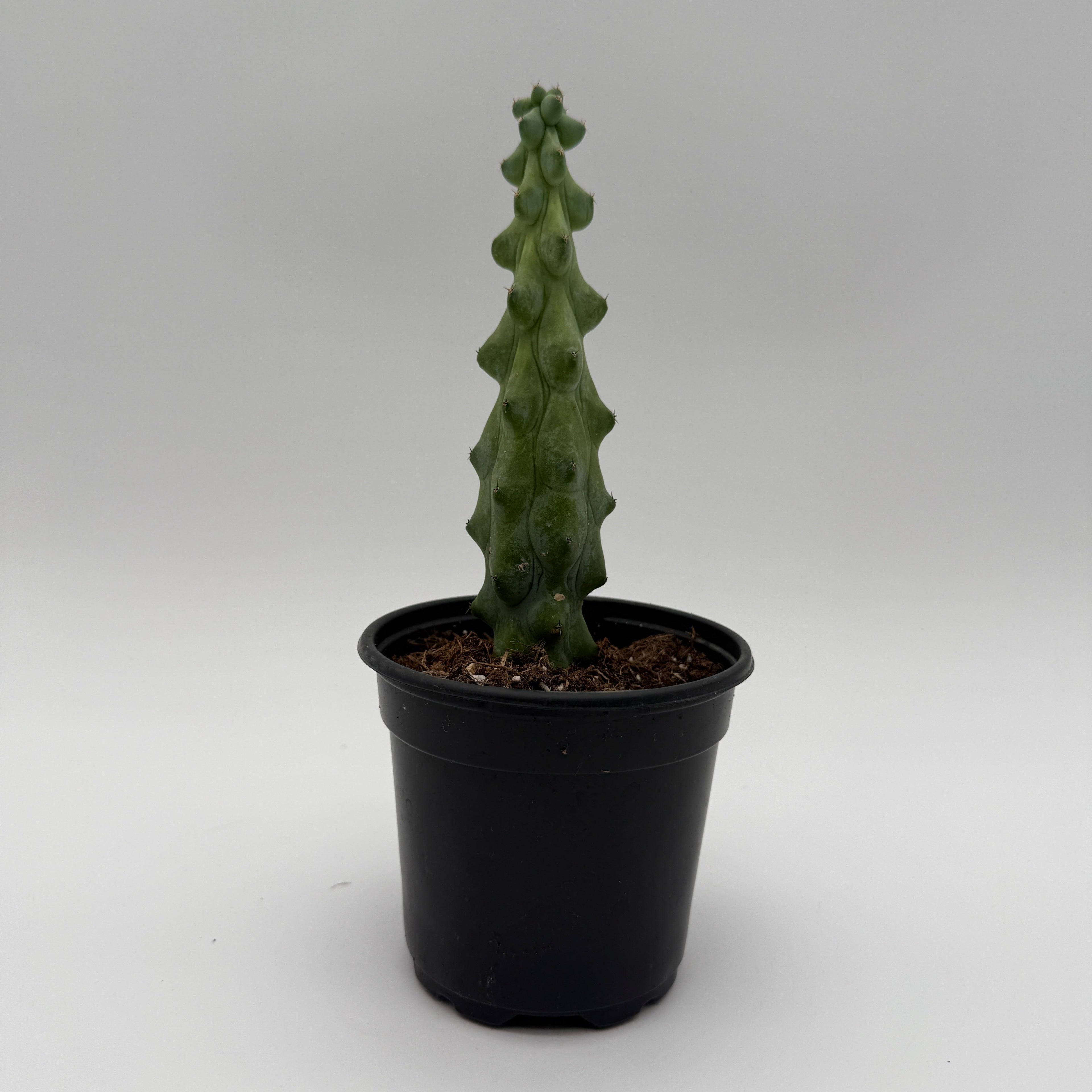Boobie Cactus