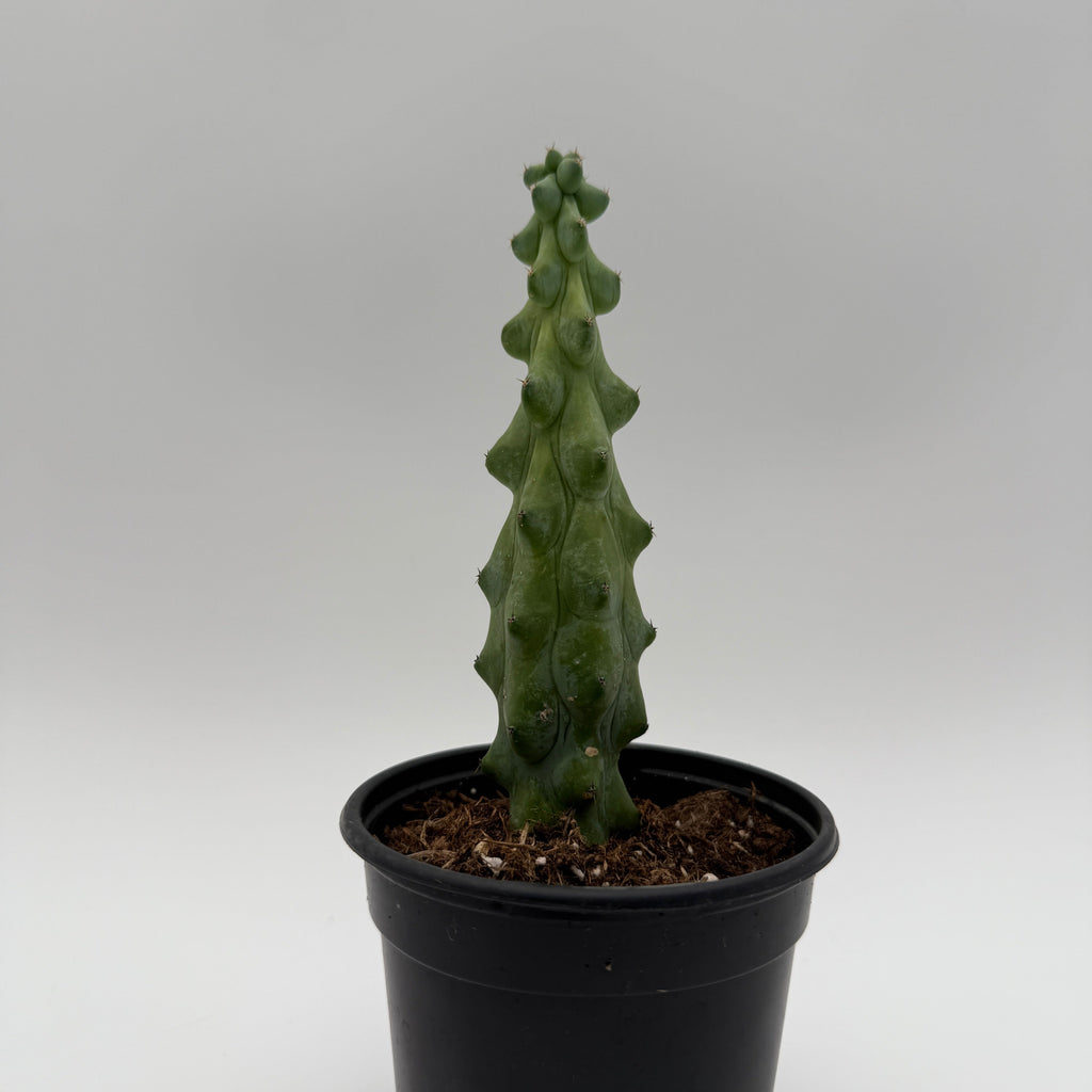 Boobie Cactus