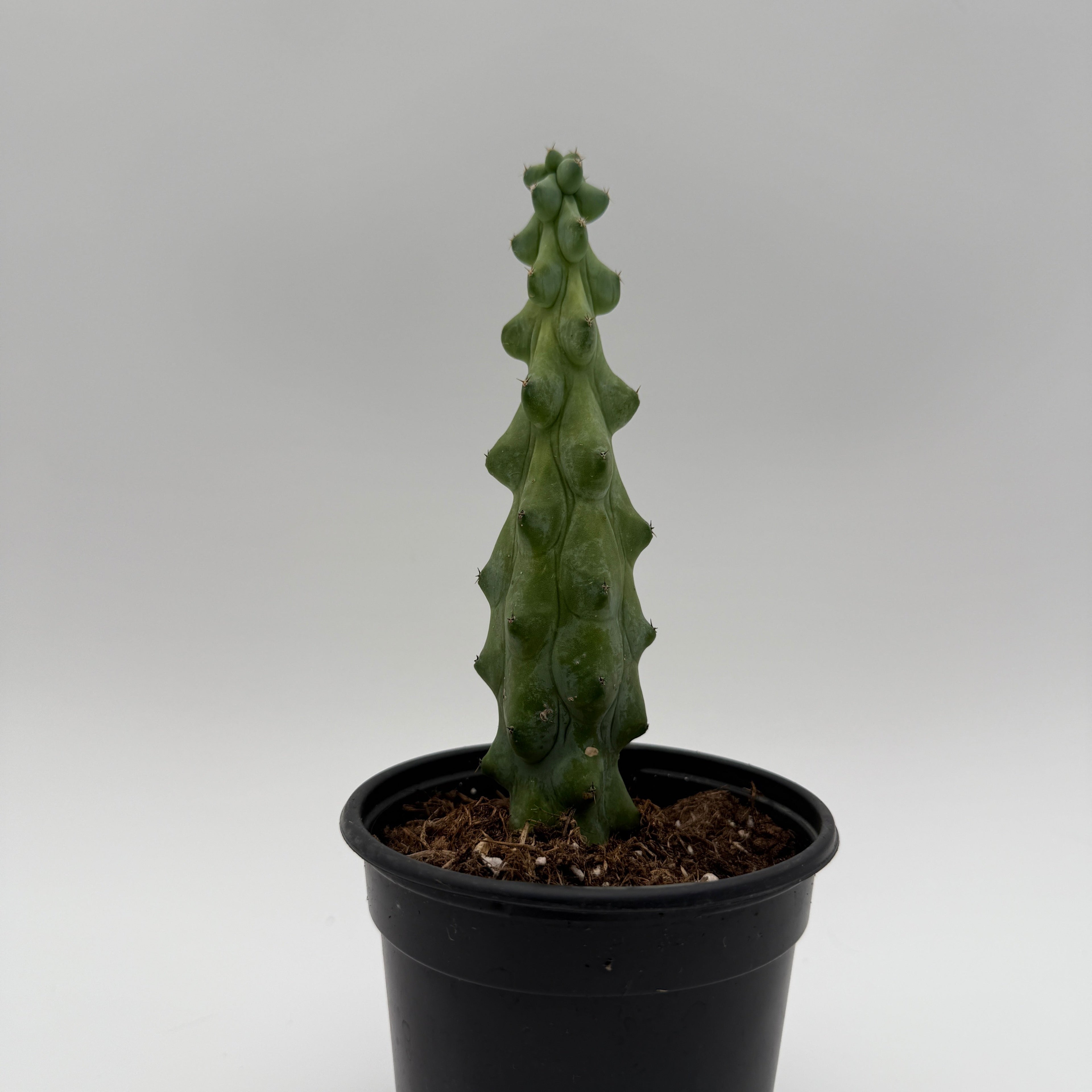 Boobie Cactus