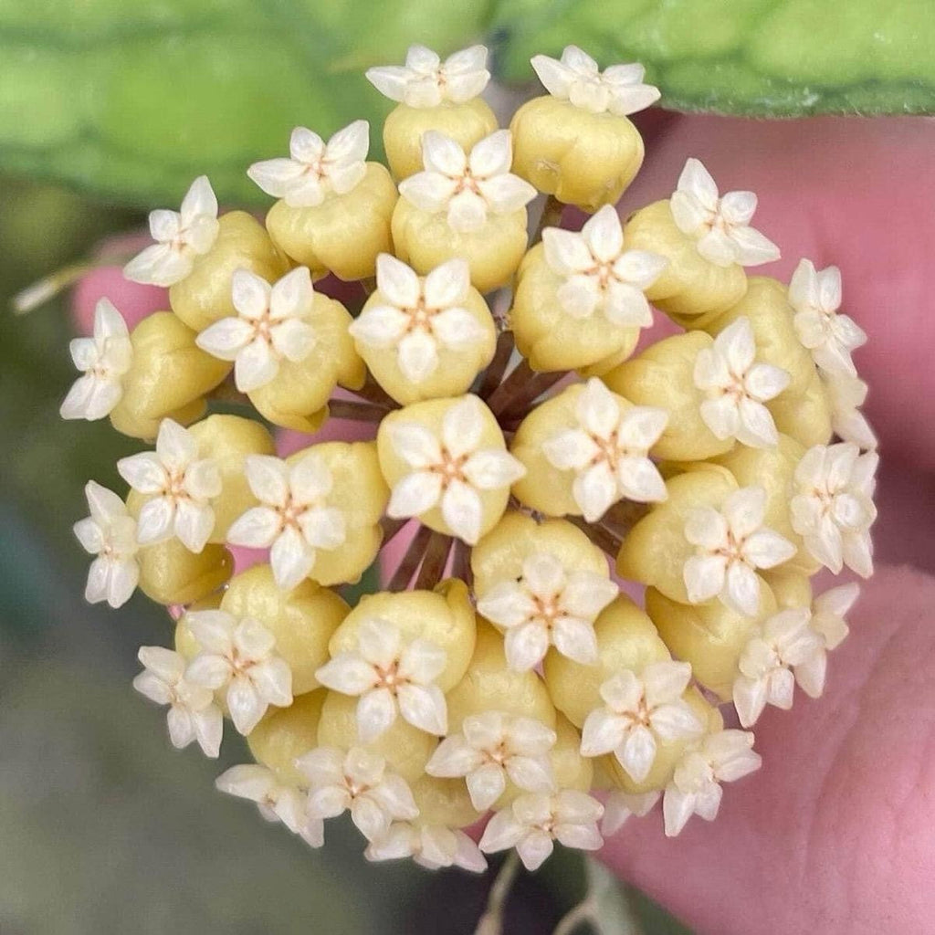 Hoya Deykeae