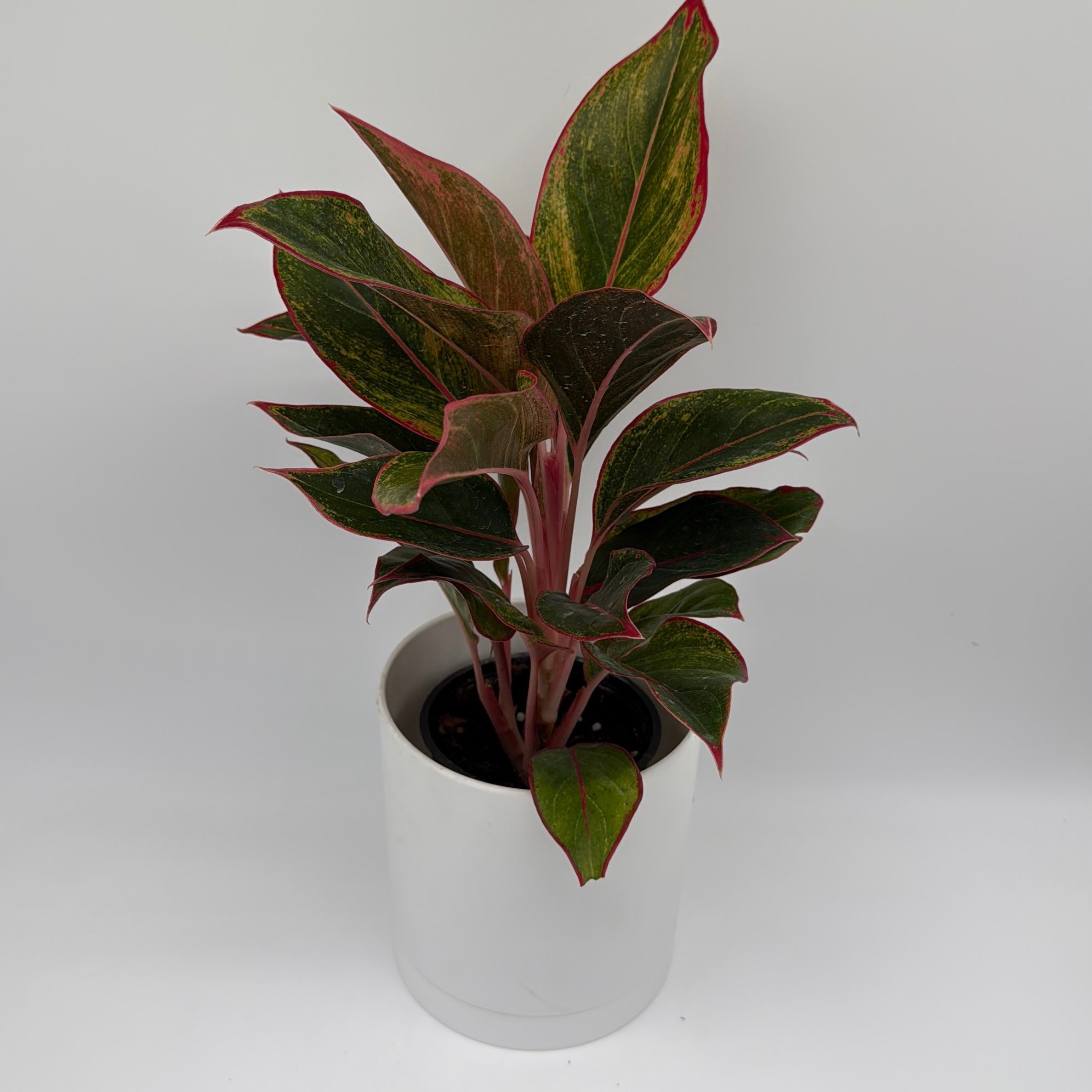 Aglaonema 'Siam Aurora'