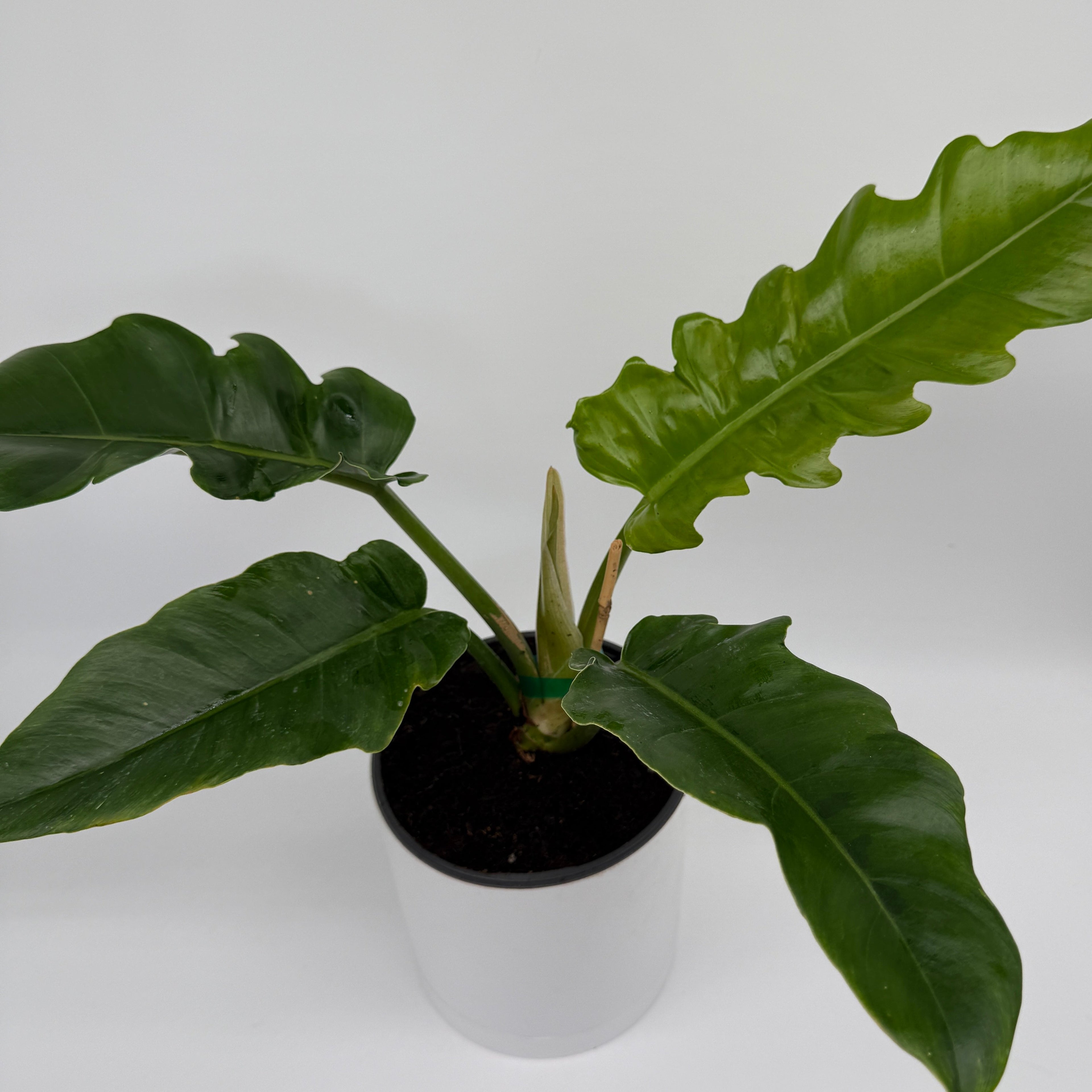 Philodendron Jungle Boogie