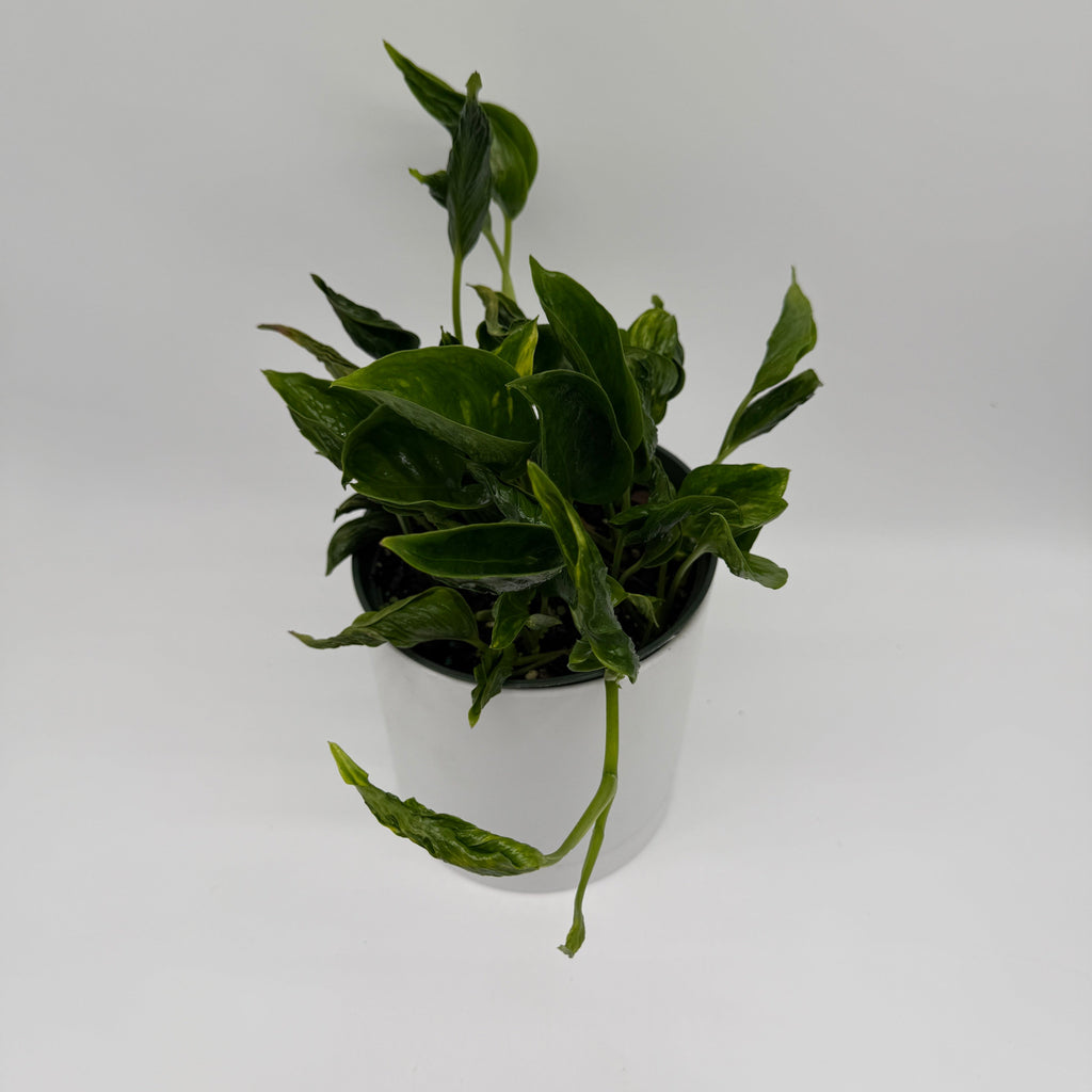 Pothos Shangri La