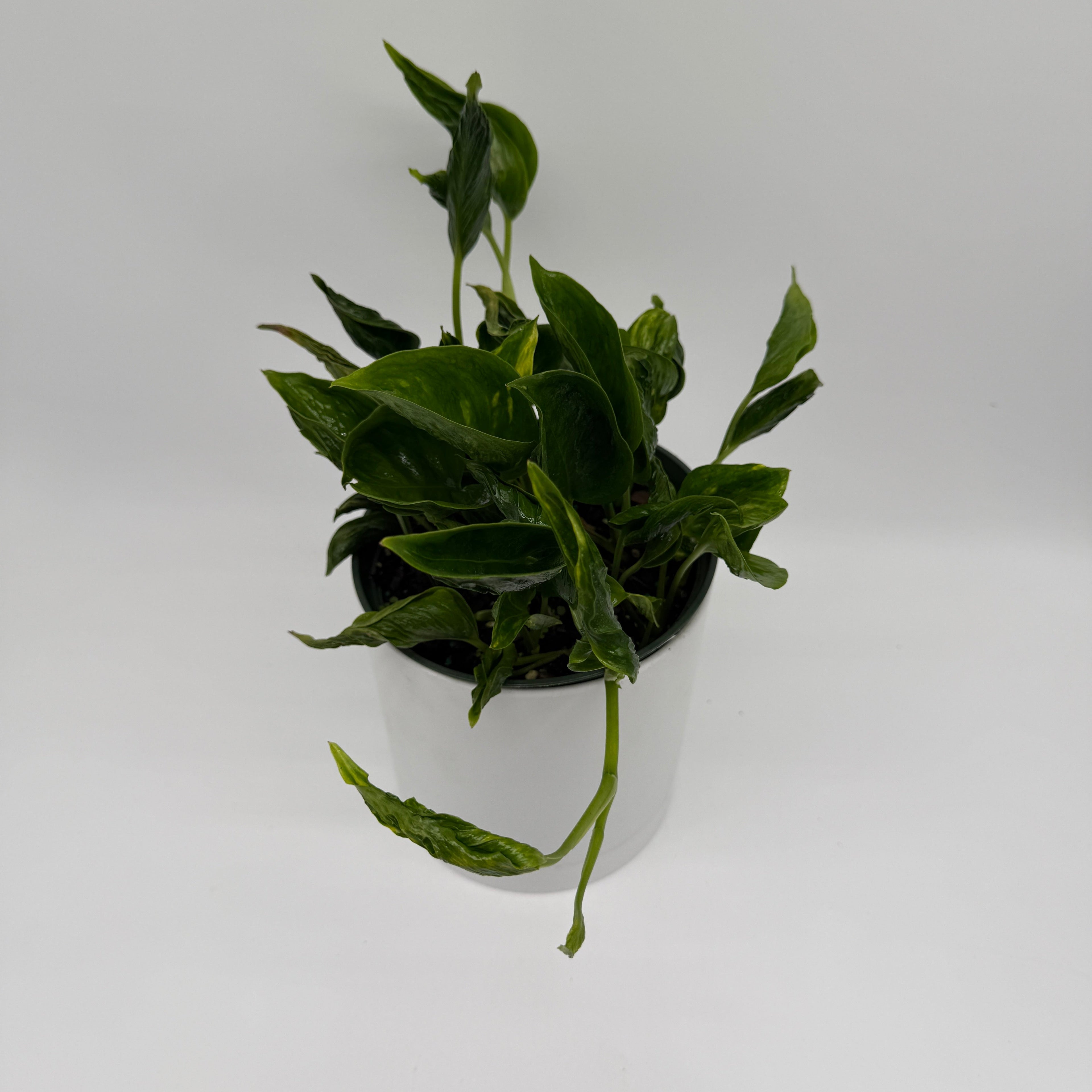 Pothos Shangri La