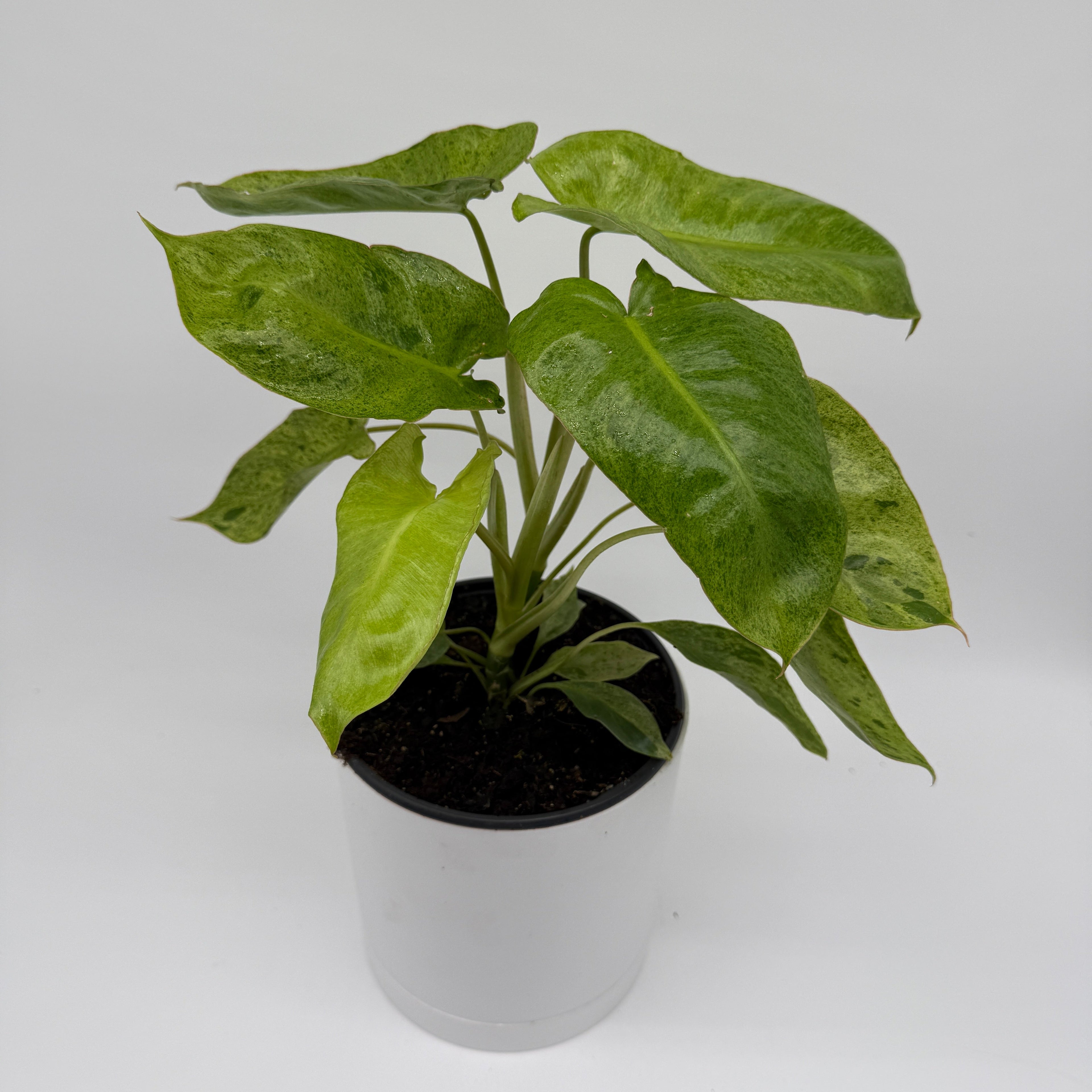 Philodendron Paraiso Verde