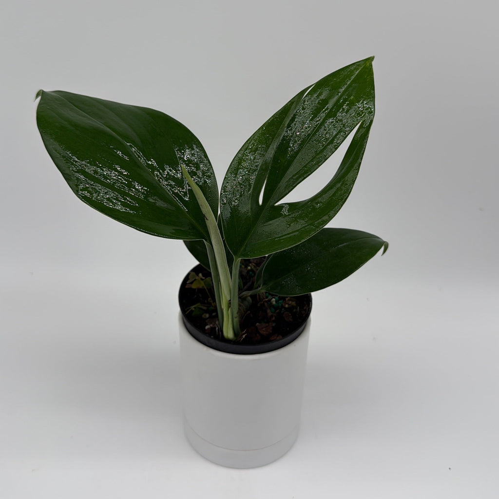 Rhaphidora Decursiva 'Dragon Tail'