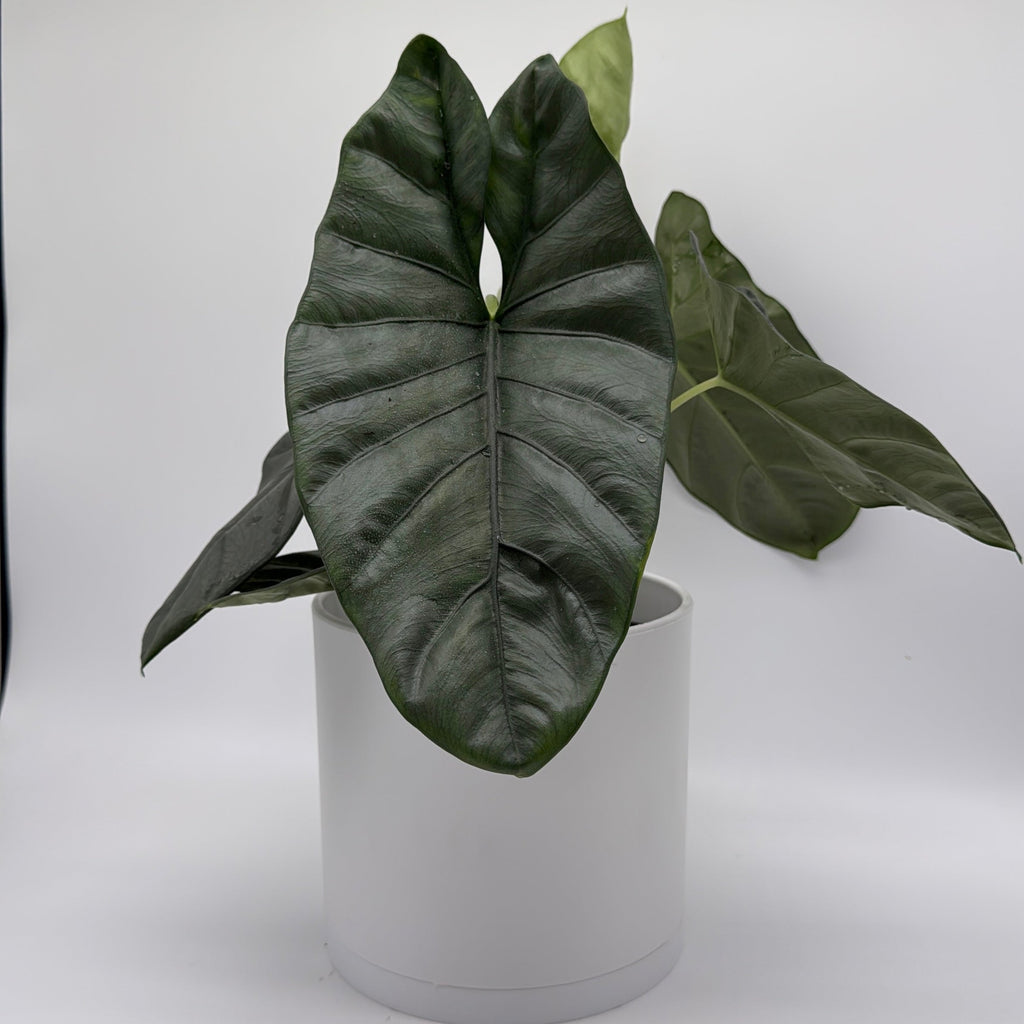 Alocasia Corazon