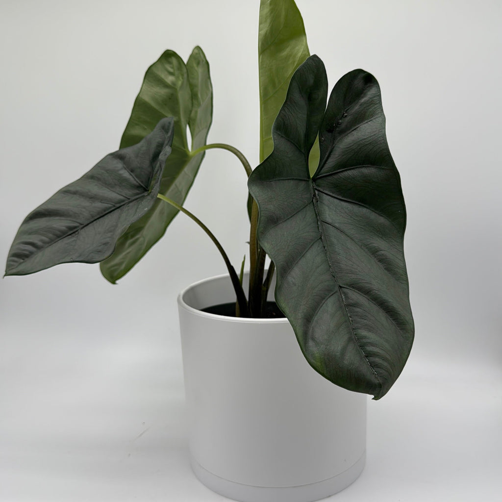Alocasia Corazon