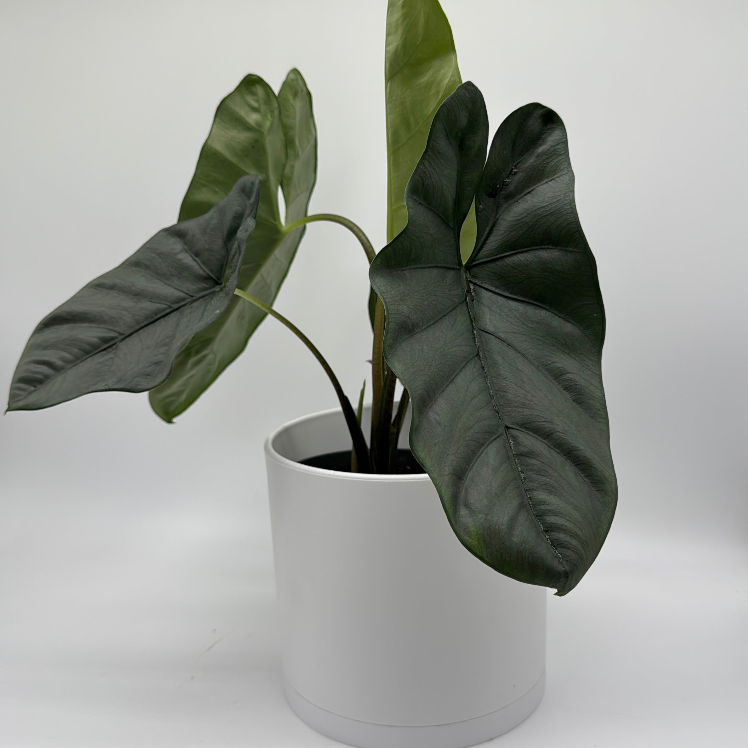 Alocasia Corazon