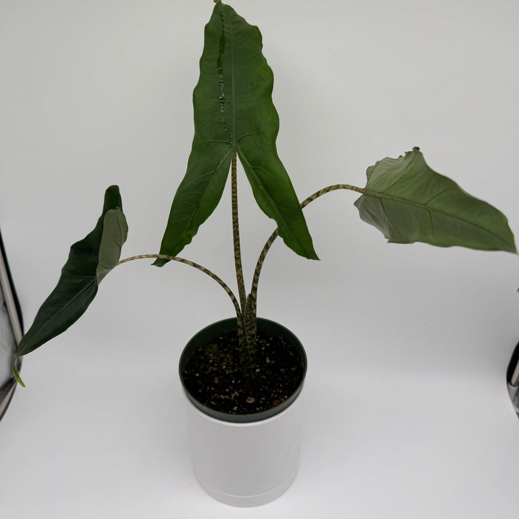 Alocasia Tigrina Superba