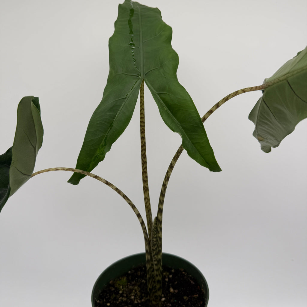 Alocasia Tigrina Superba