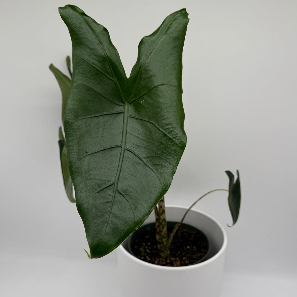 Alocasia Zebrina Reticulata