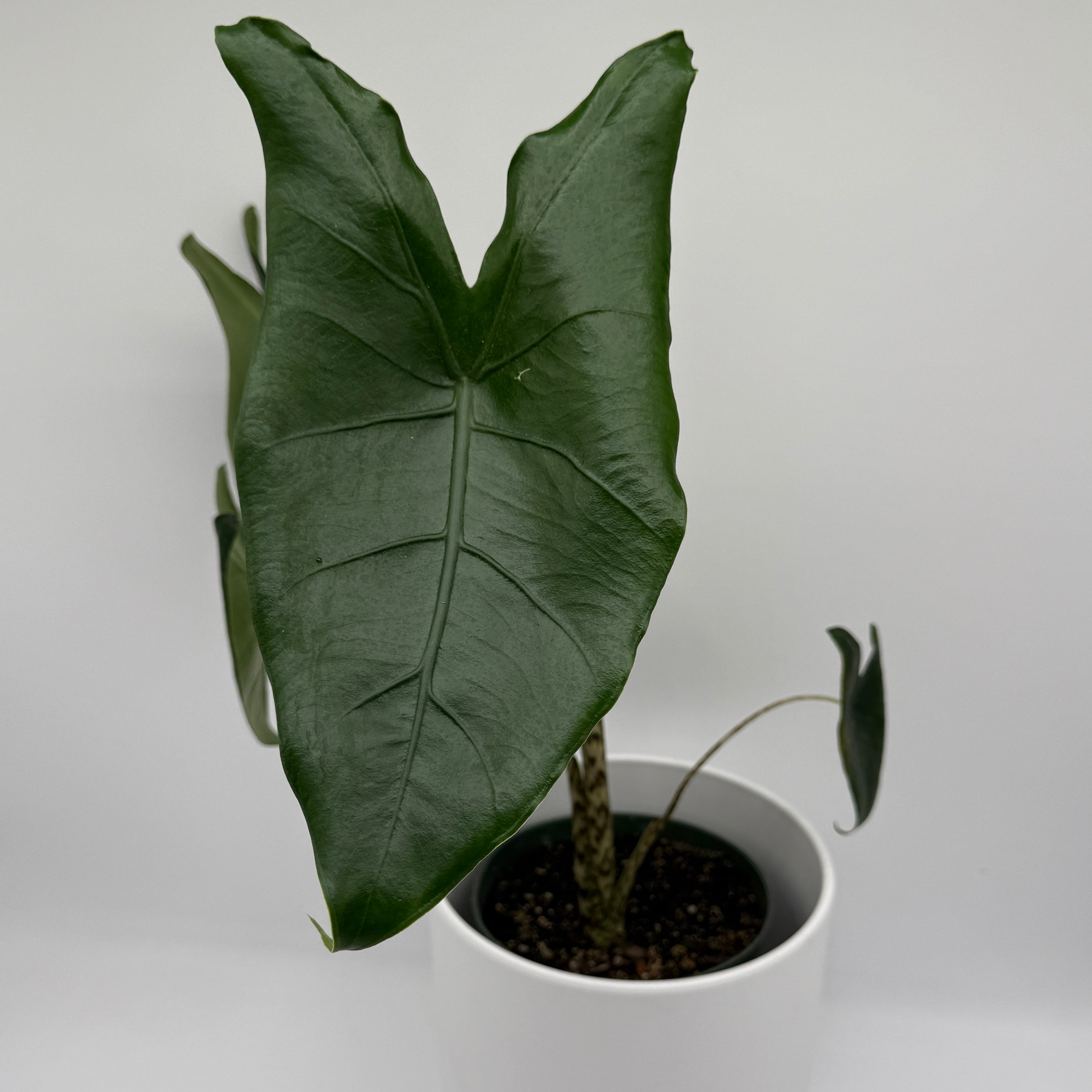 Alocasia Zebrina Reticulata