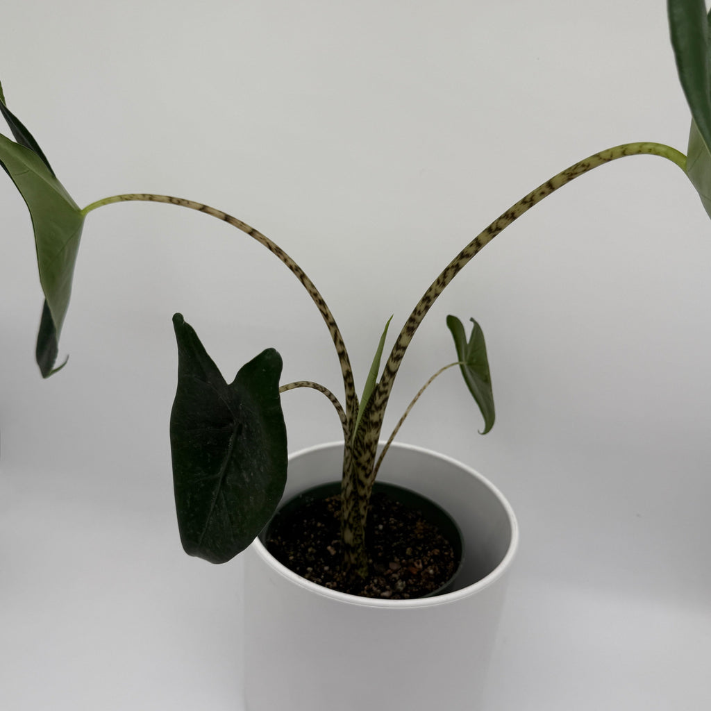 Alocasia Zebrina Reticulata