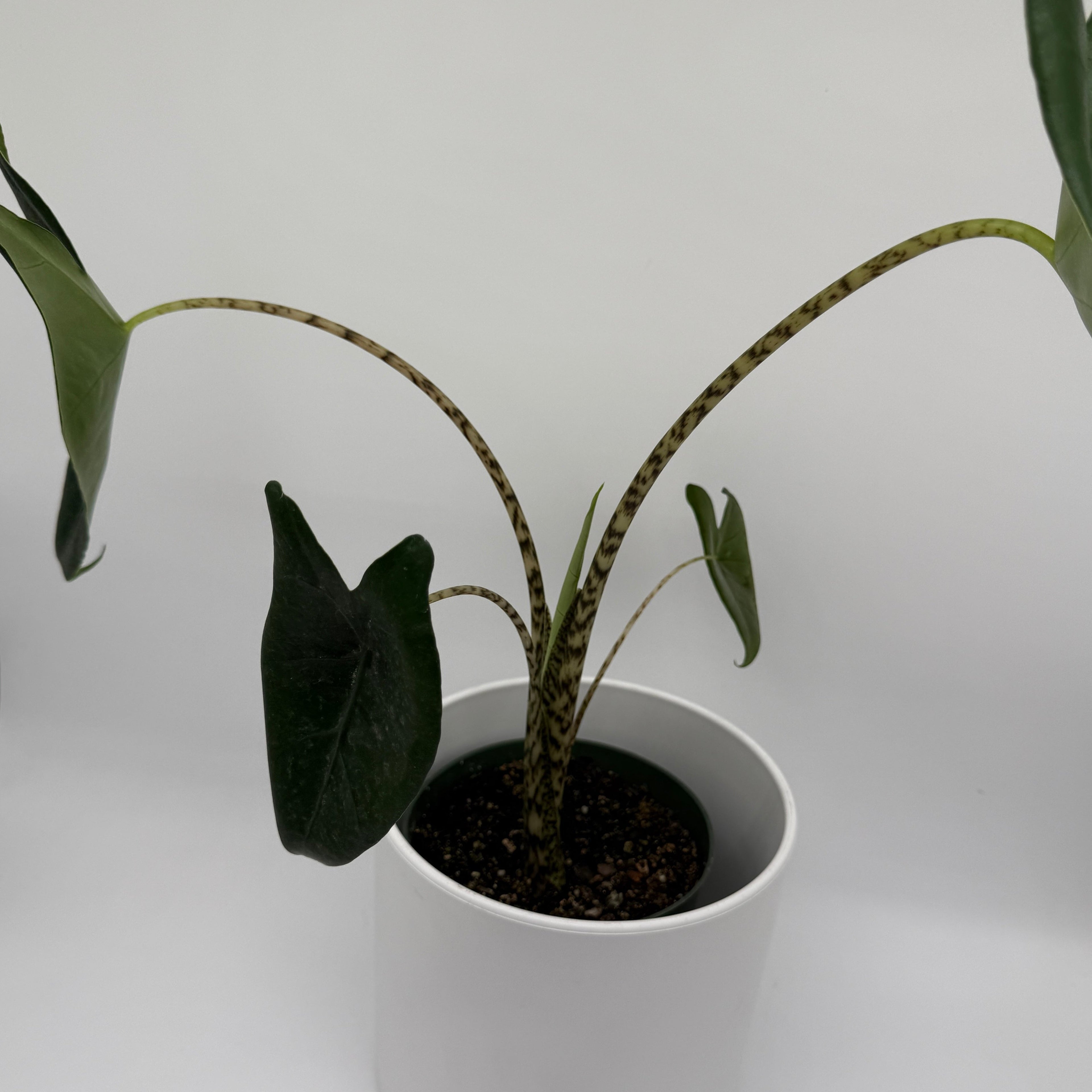 Alocasia Zebrina Reticulata