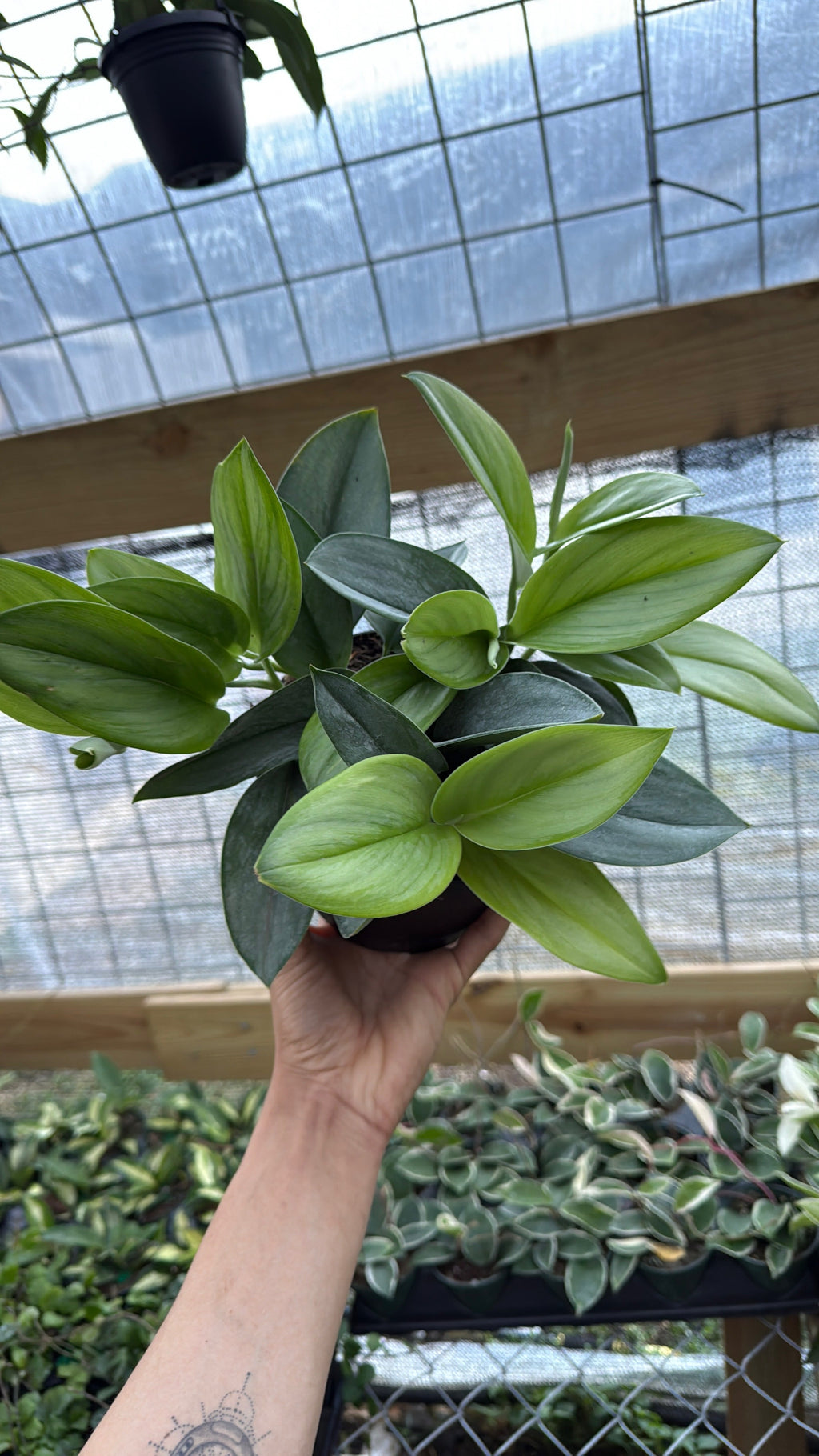 Scindapsus Pictus 'Sterling'
