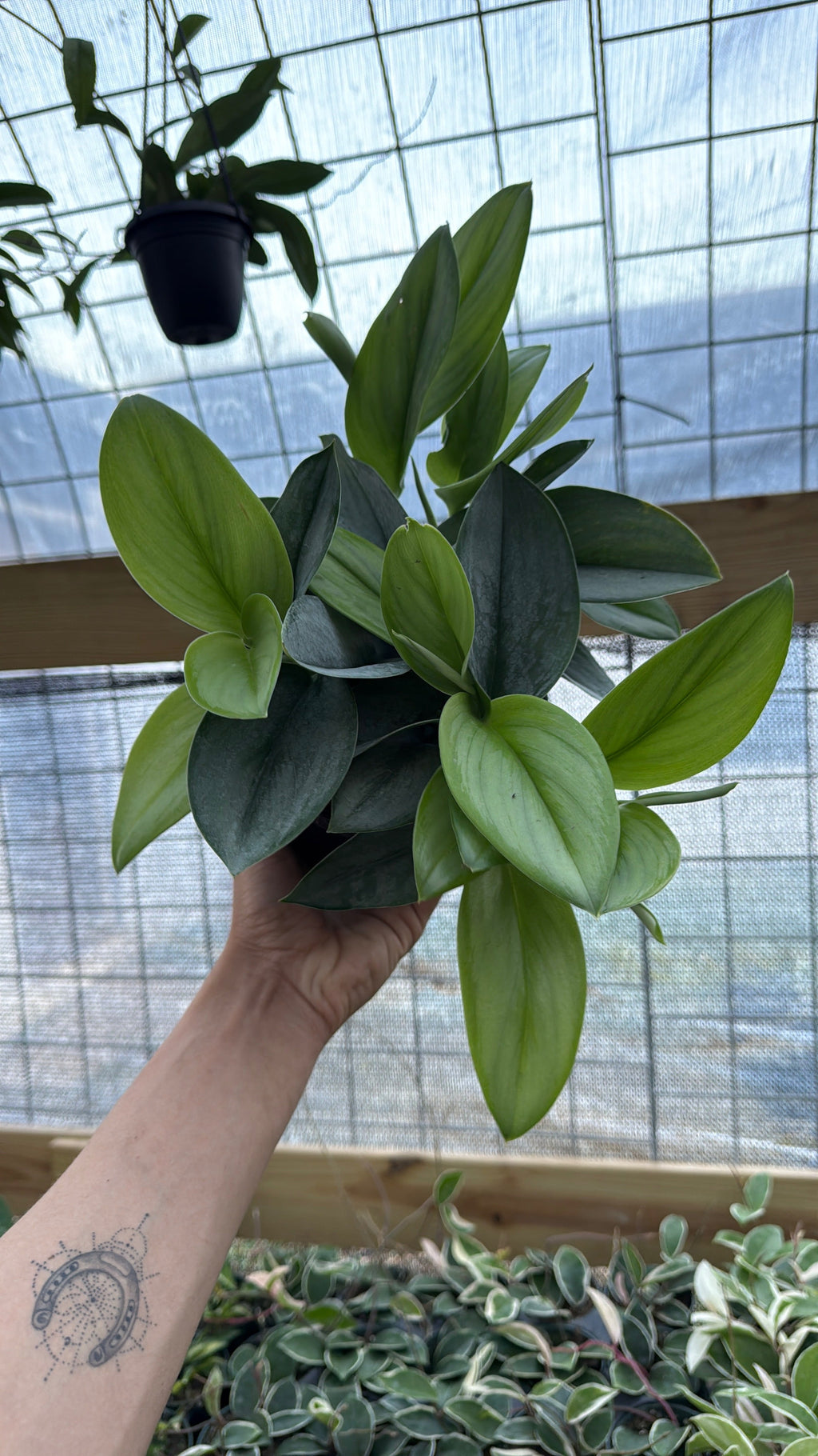 Scindapsus Pictus 'Sterling'