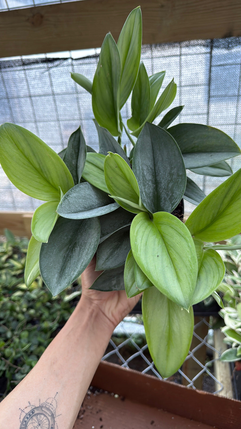 Scindapsus Pictus 'Sterling'