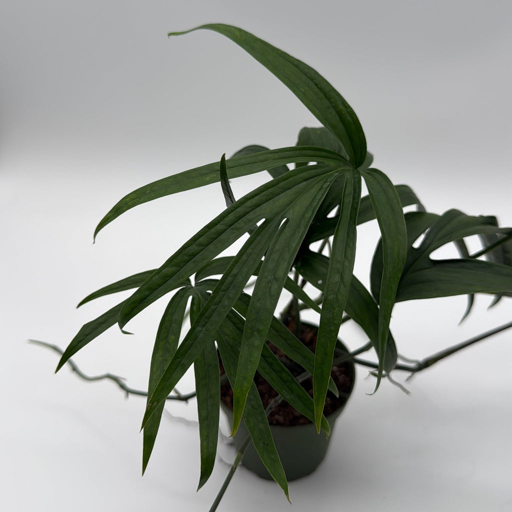 Amydrium Zippelianum 'Green'