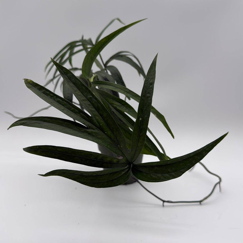 Amydrium Zippelianum 'Green'