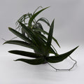 Amydrium Zippelianum 'Green'