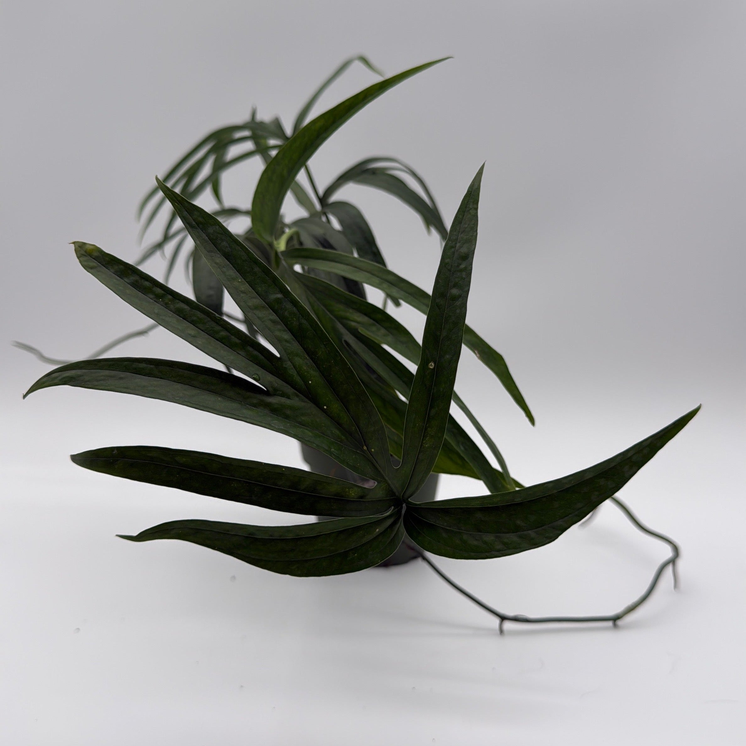 Amydrium Zippelianum 'Green'