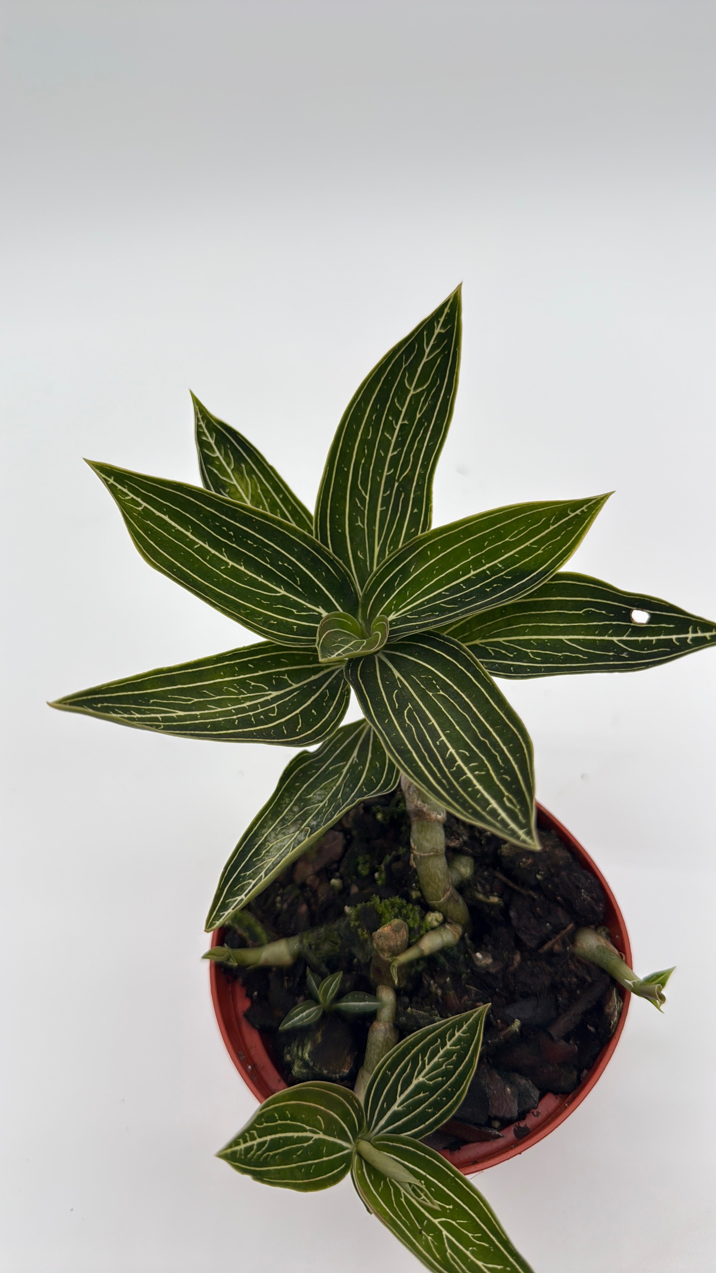 Jewel Orchid 'Ludisia Galaxy'