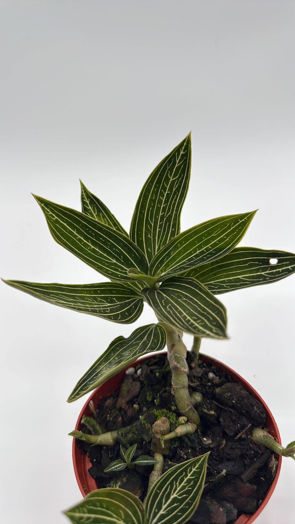 Jewel Orchid 'Ludisia Galaxy'
