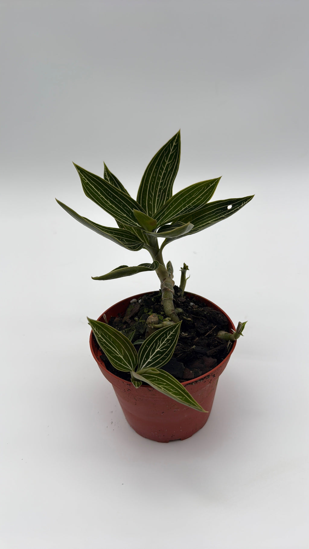 Jewel Orchid 'Ludisia Galaxy'