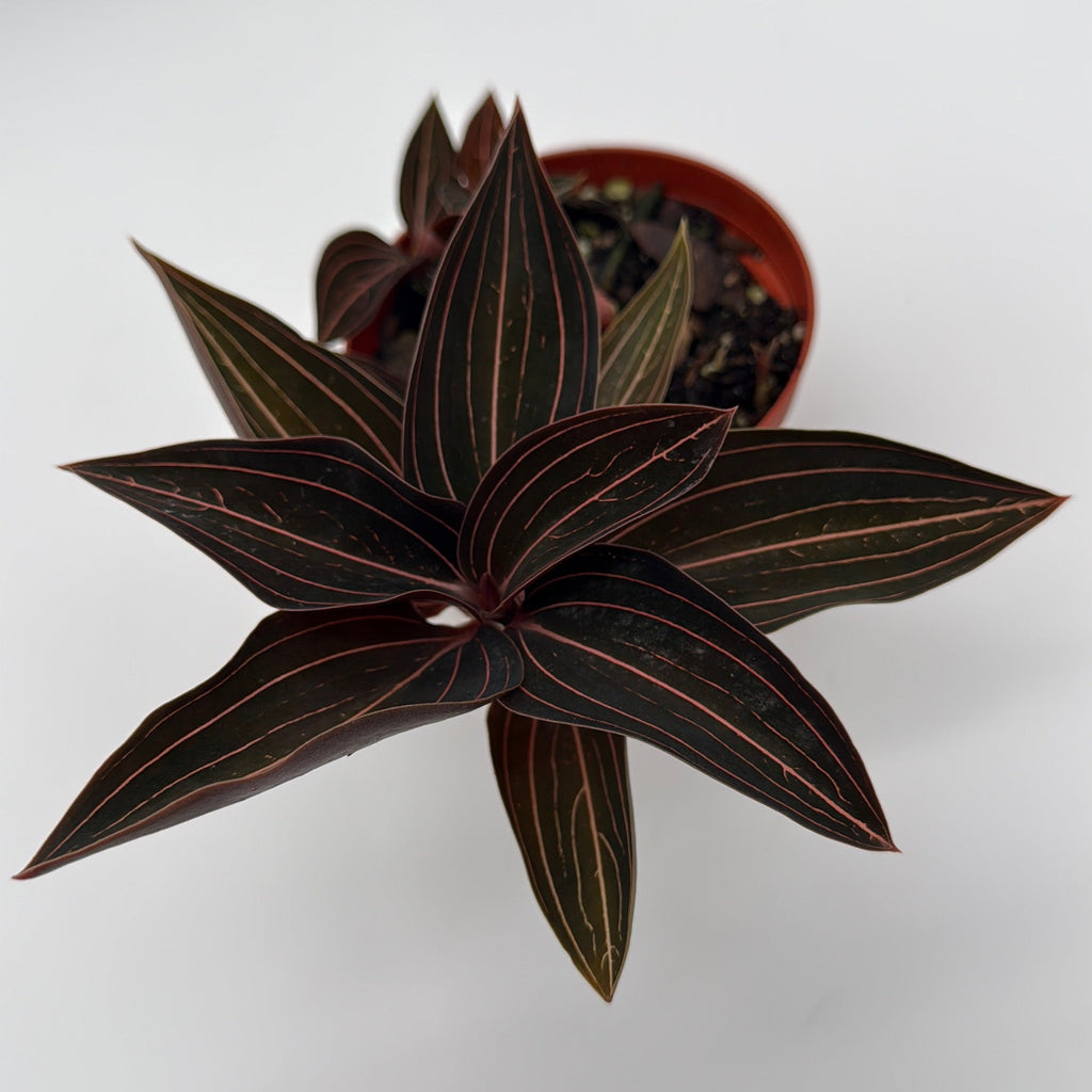 Jewel Orchid 'Ludisia Dark Leaf'