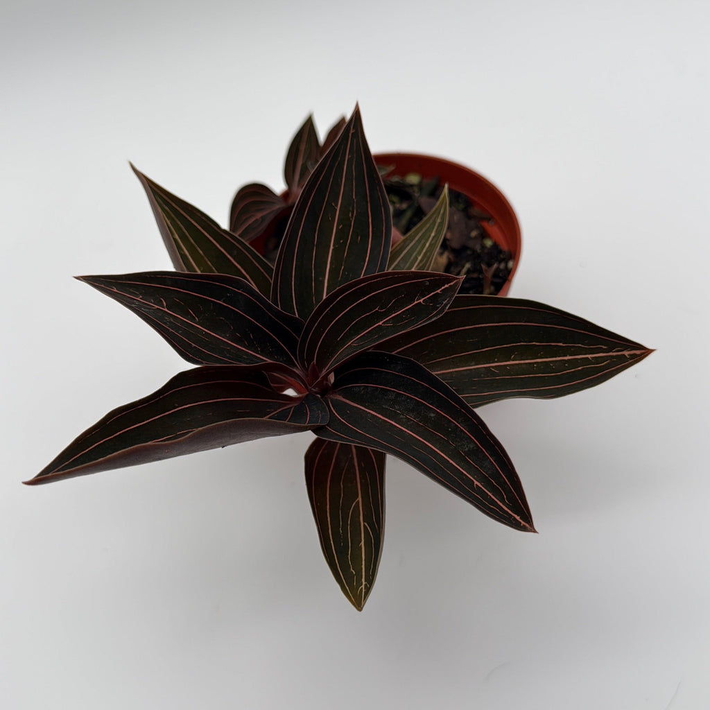 Jewel Orchid 'Ludisia Dark Leaf'