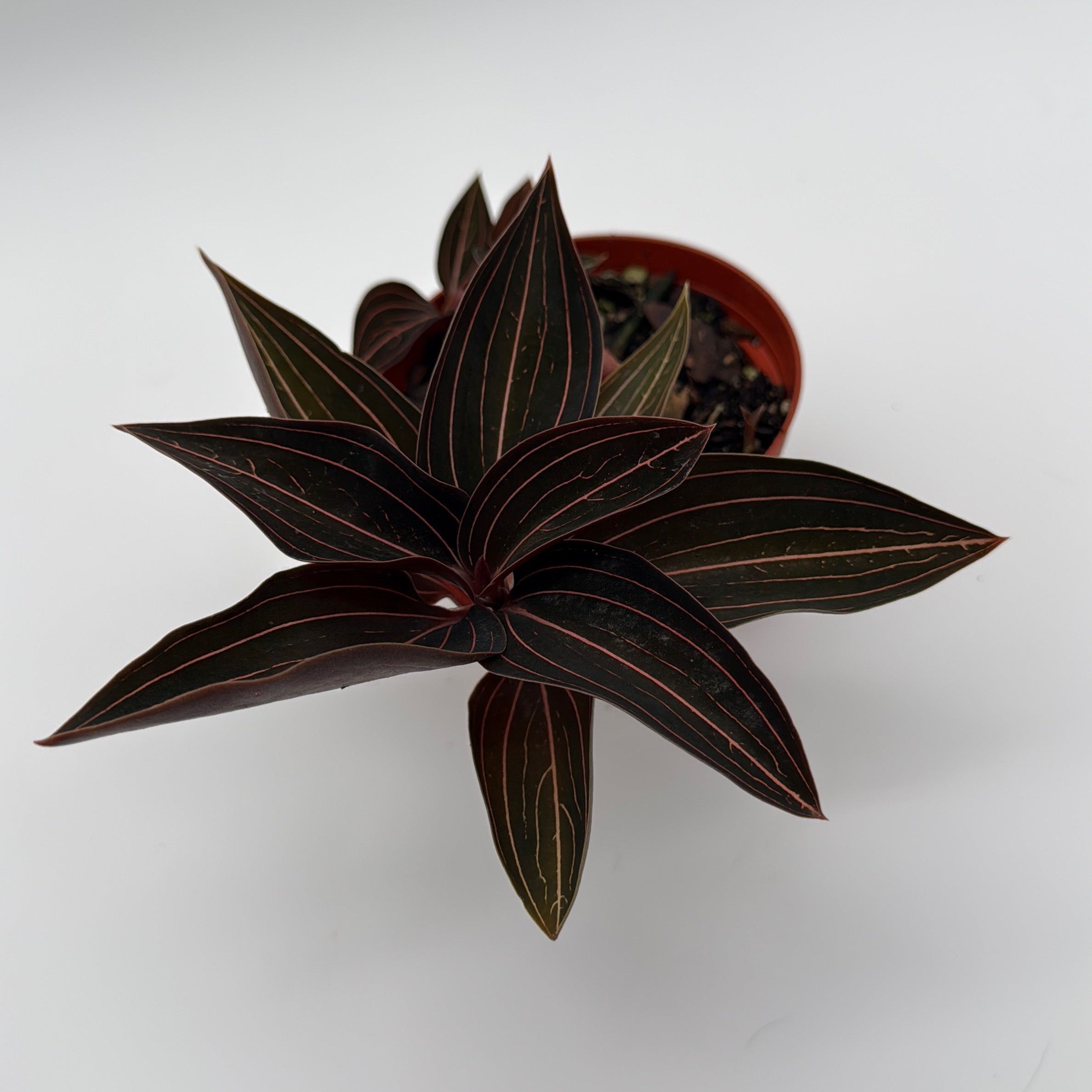 Jewel Orchid 'Ludisia Dark Leaf'