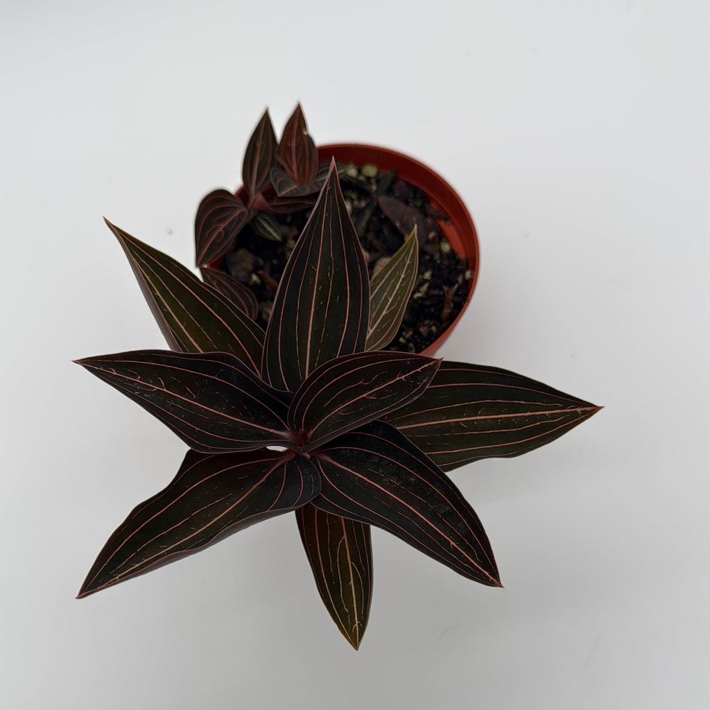 Jewel Orchid 'Ludisia Dark Leaf'