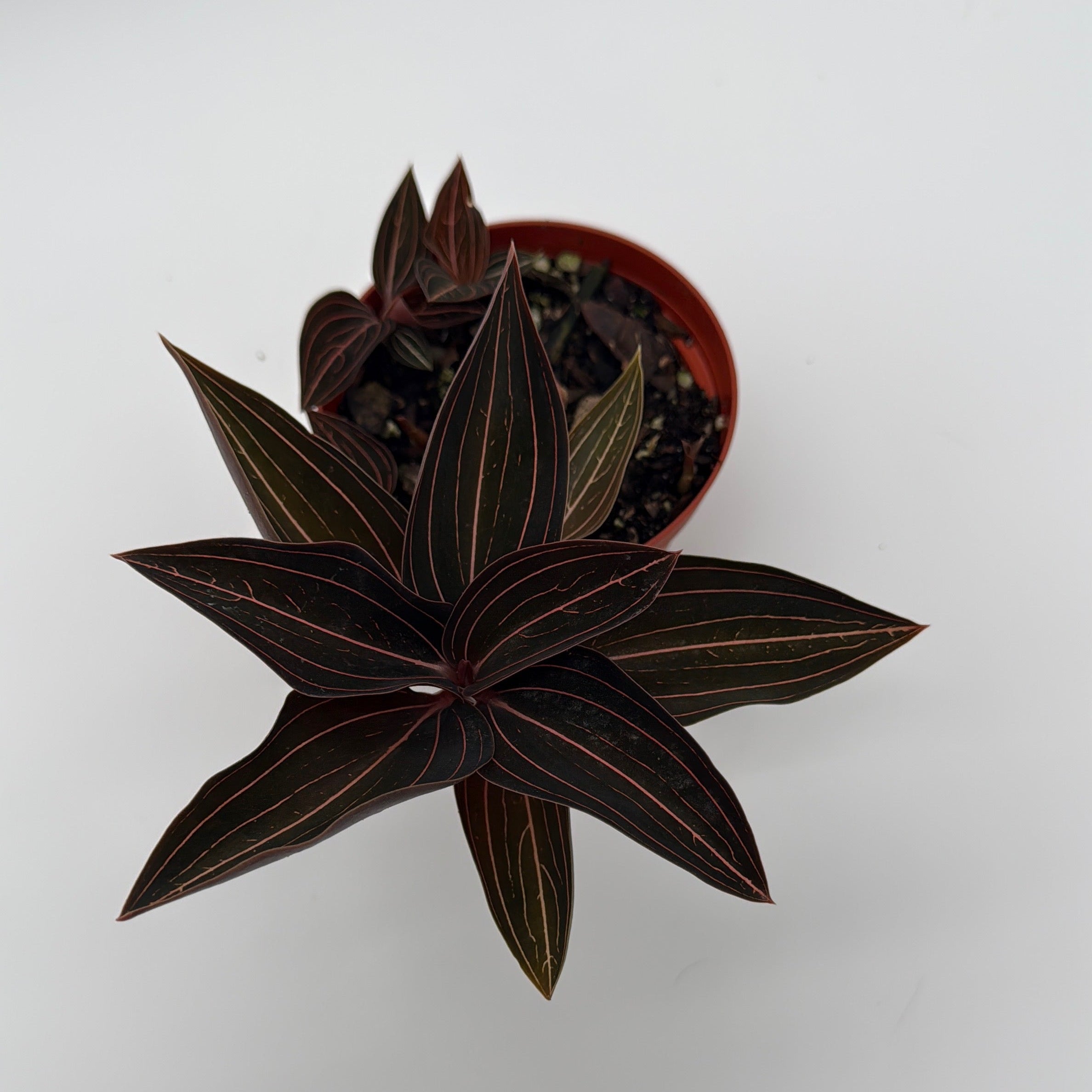 Jewel Orchid 'Ludisia Dark Leaf'