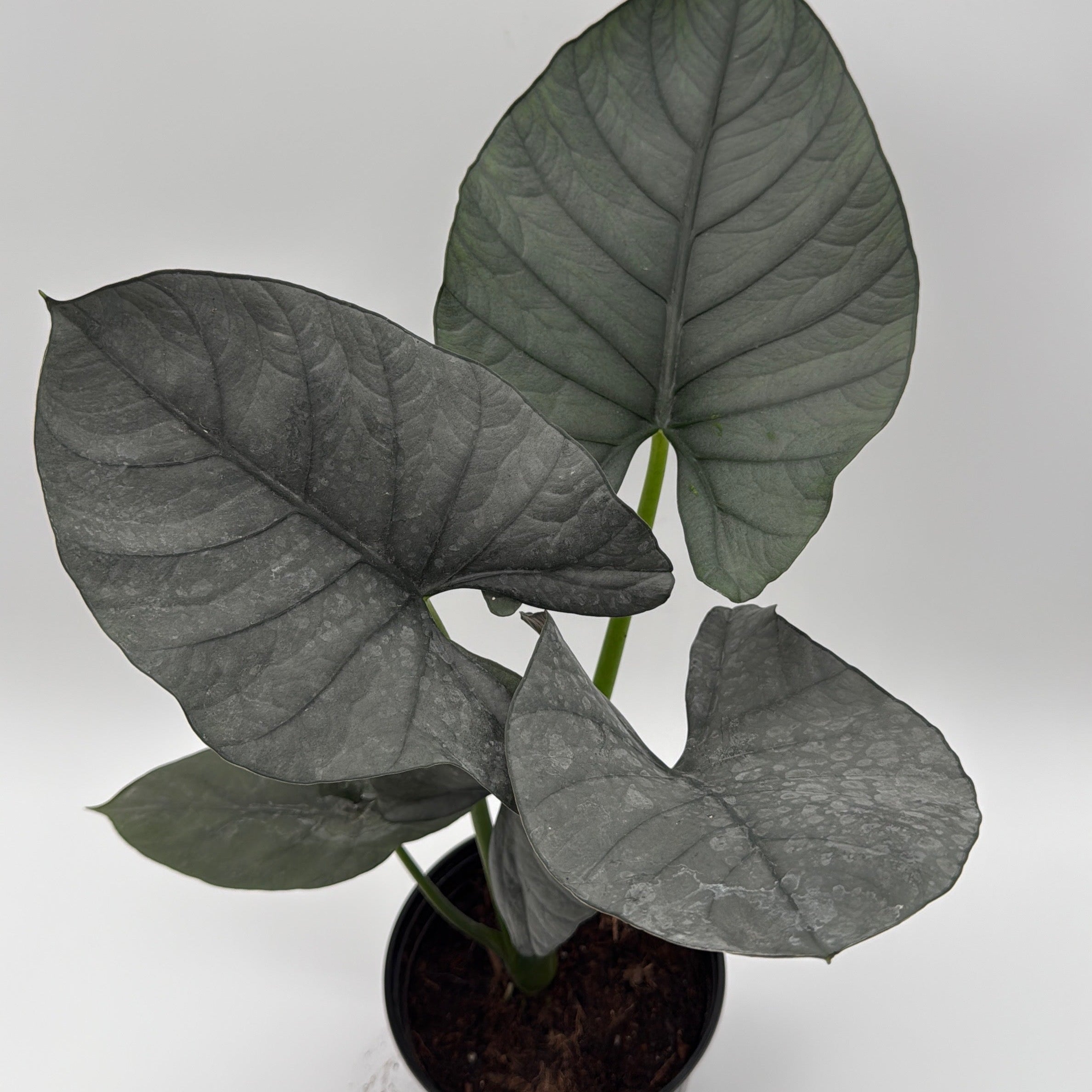 Alocasia Reginae