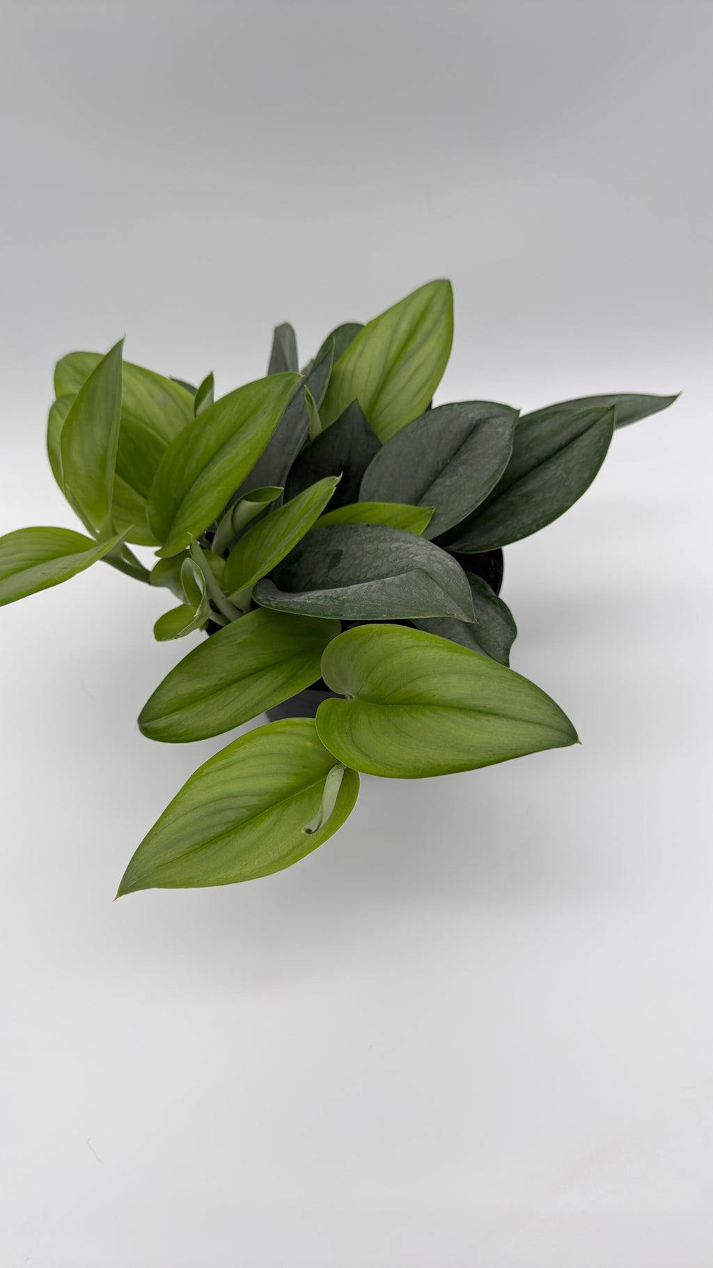 Scindapsus Pictus 'Sterling'