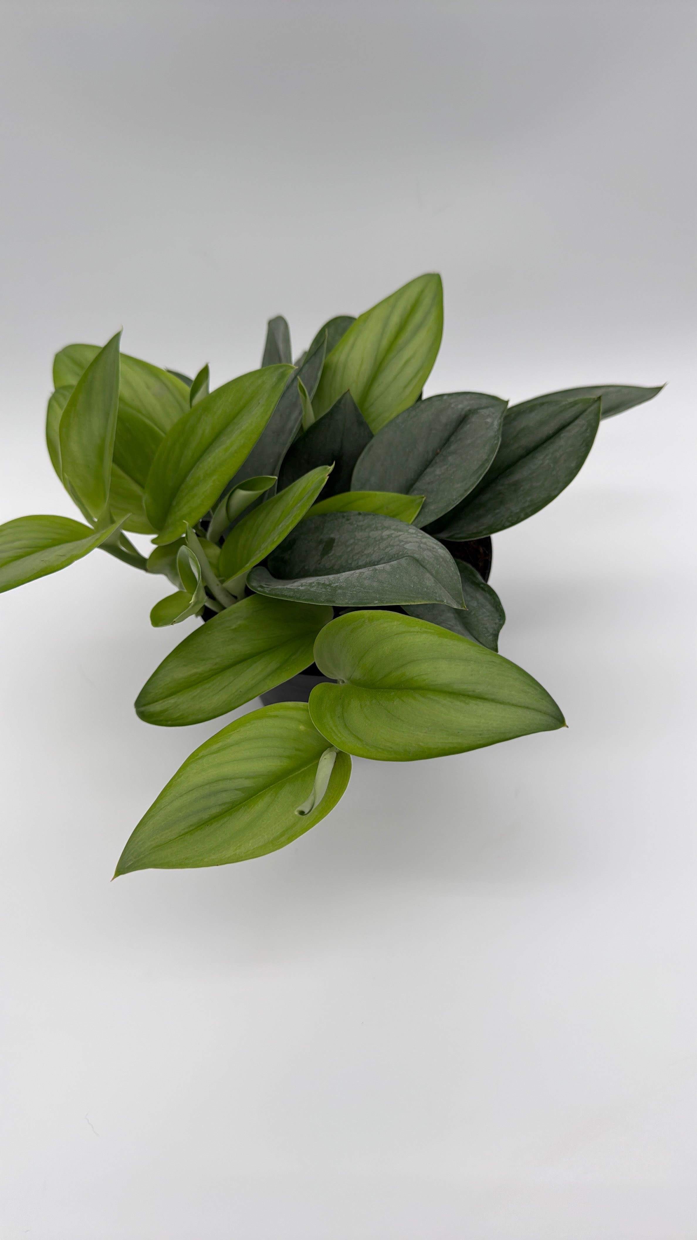 Scindapsus Pictus 'Sterling'