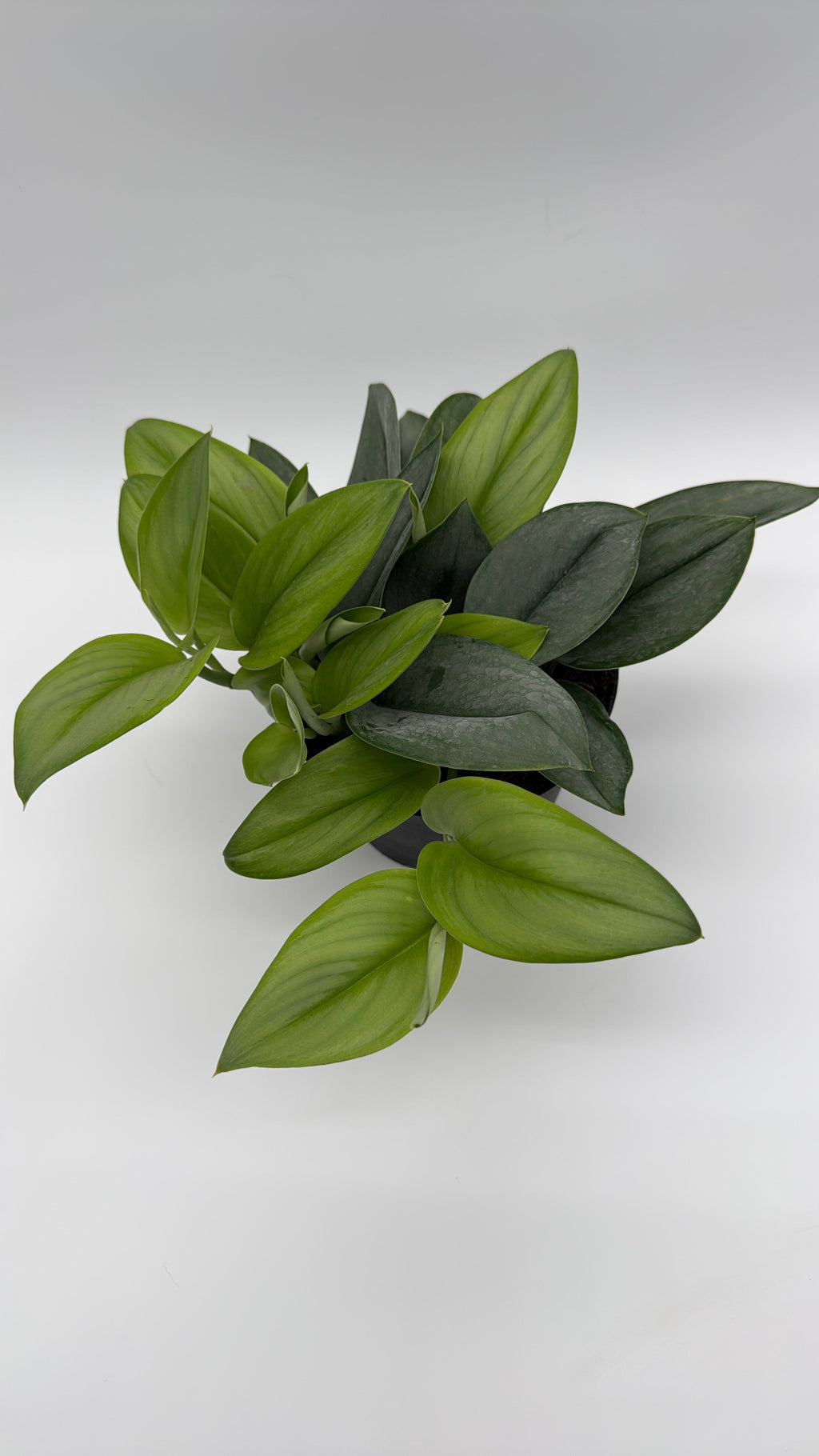 Scindapsus Pictus 'Sterling'