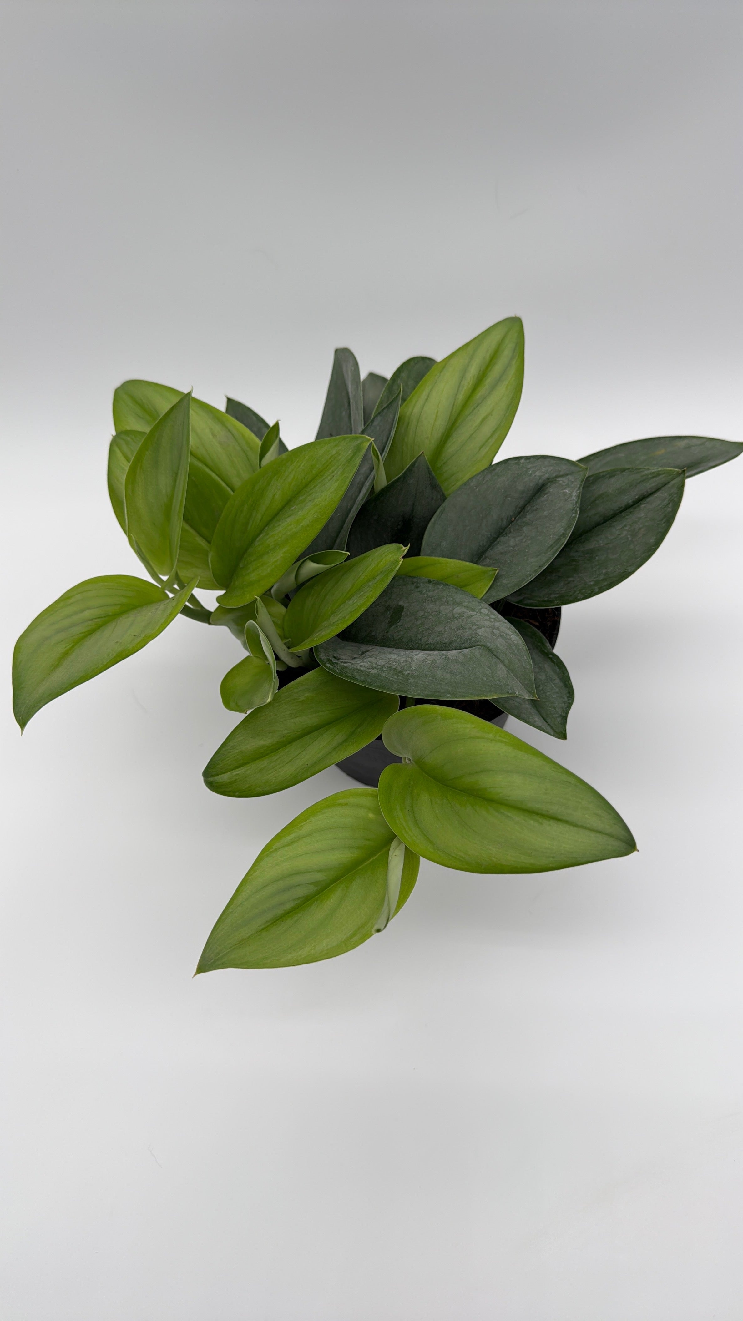 Scindapsus Pictus 'Sterling'