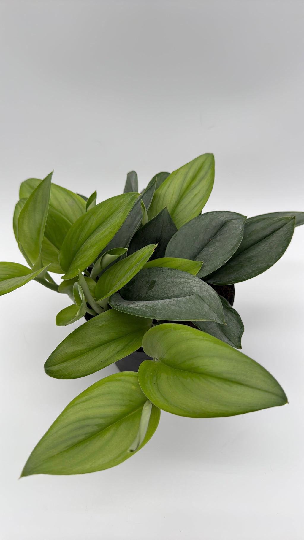 Scindapsus Pictus 'Sterling'