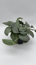 Scindapsus Silver Hero