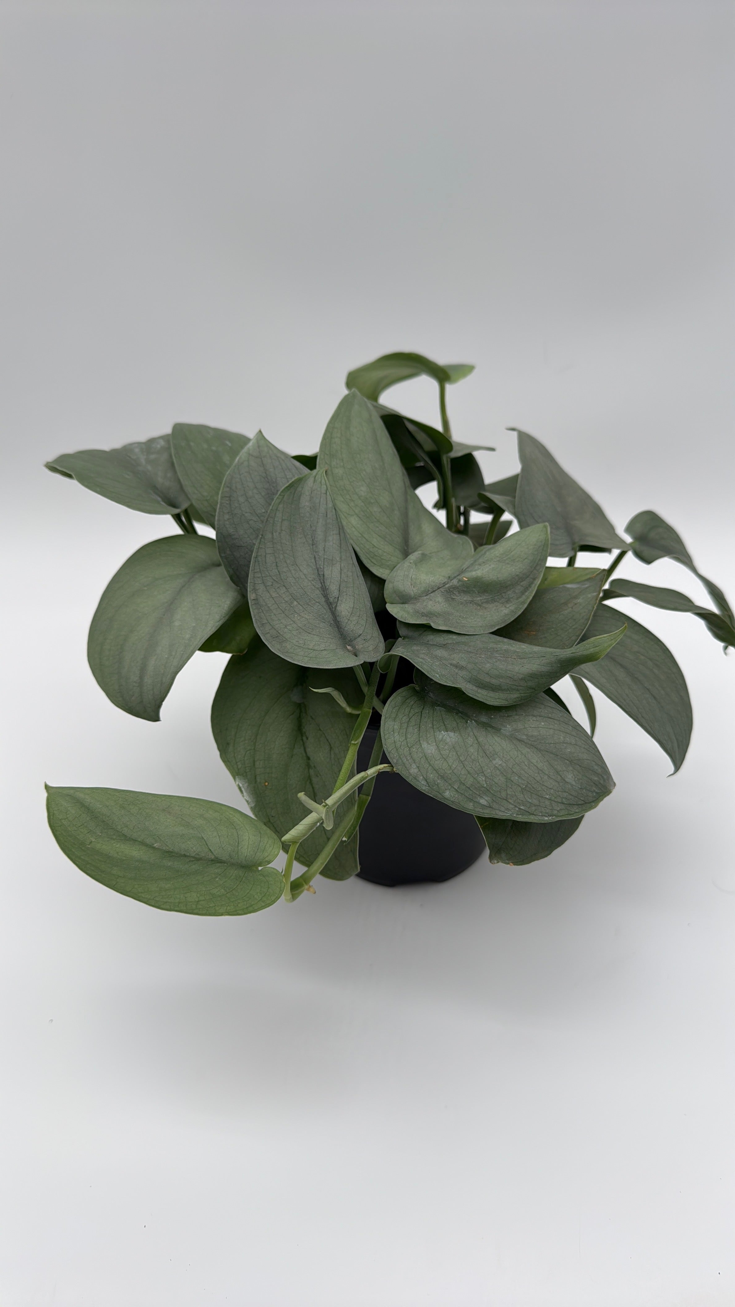 Scindapsus Silver Hero
