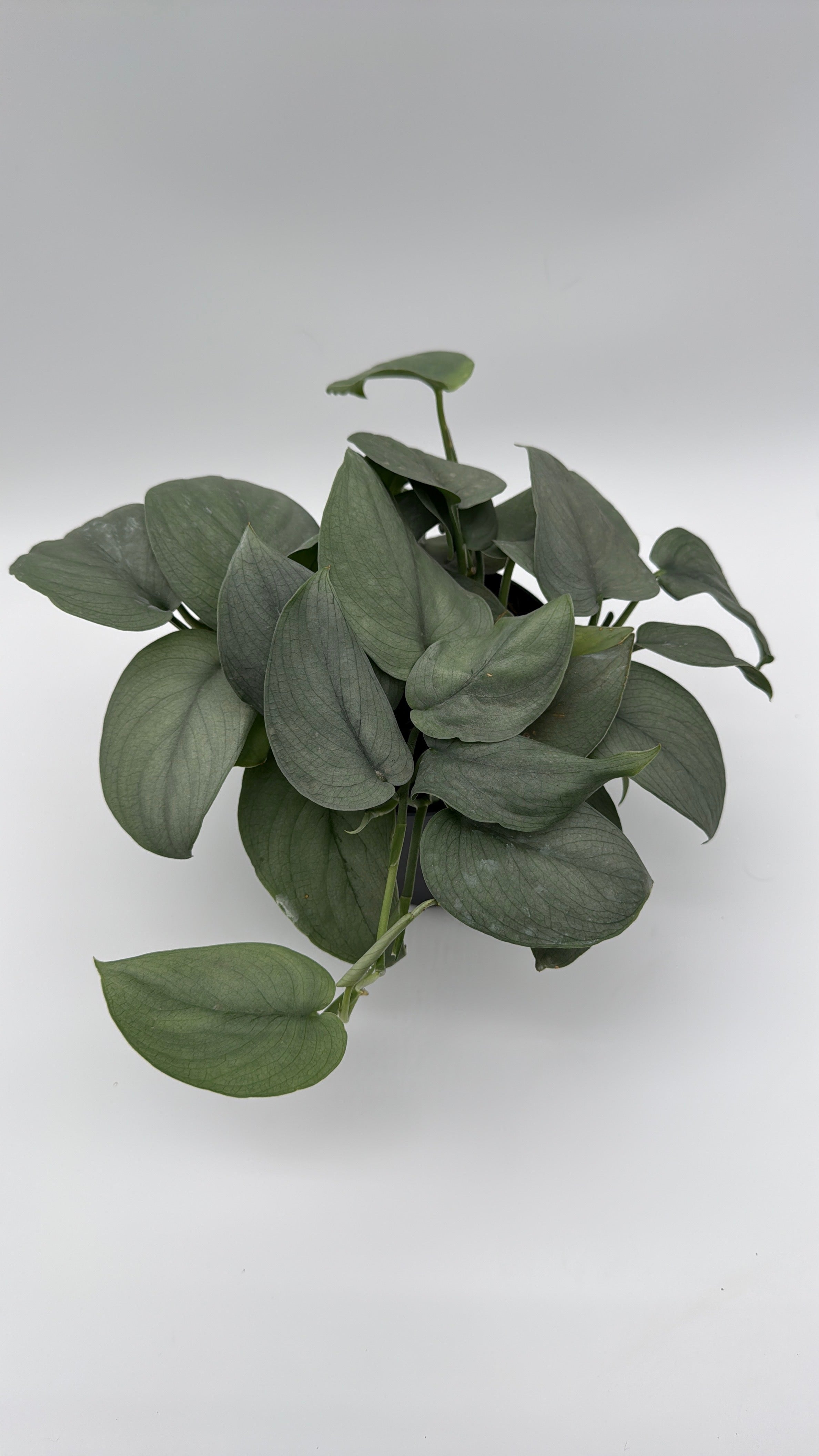 Scindapsus Silver Hero