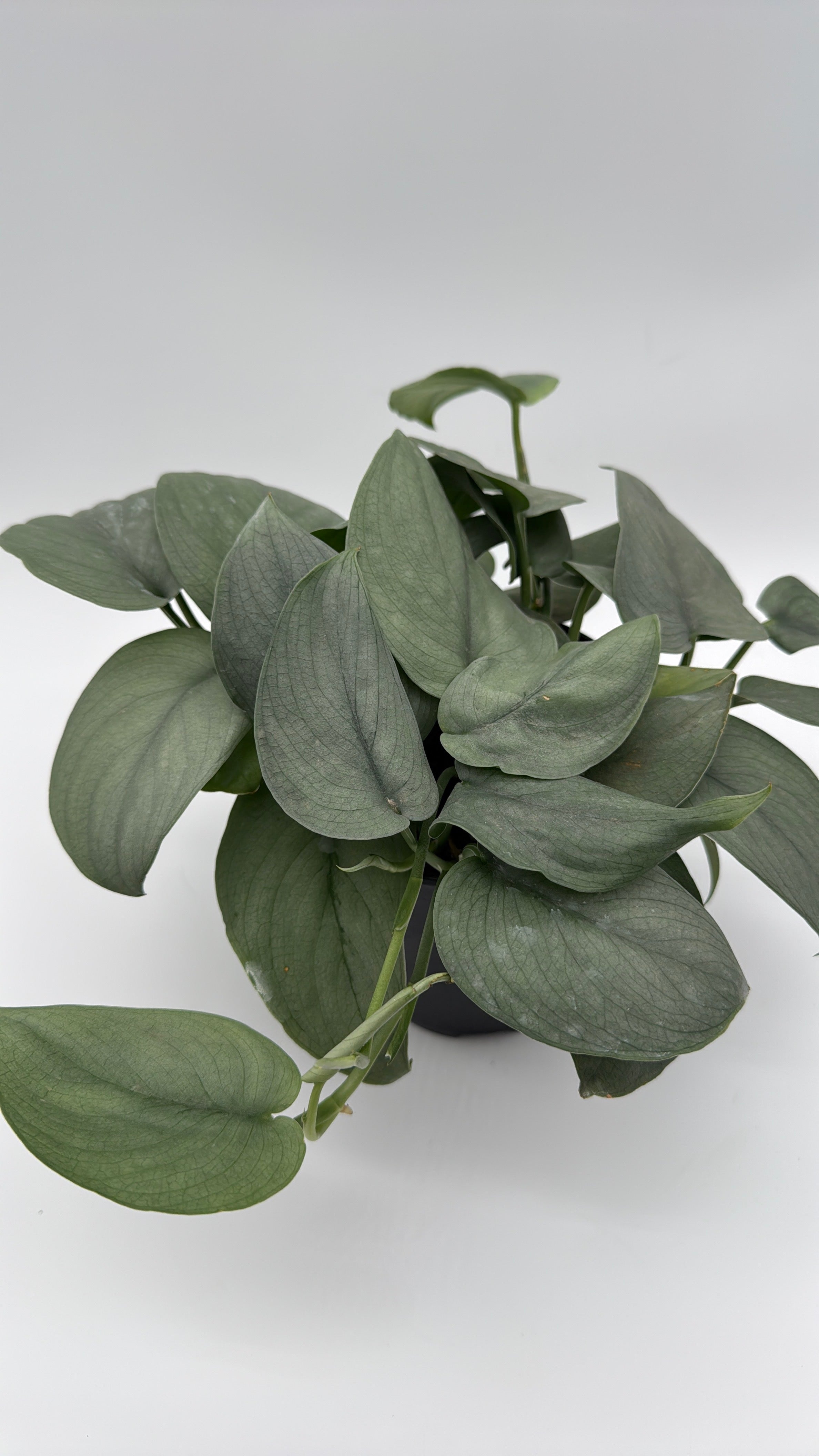 Scindapsus Silver Hero